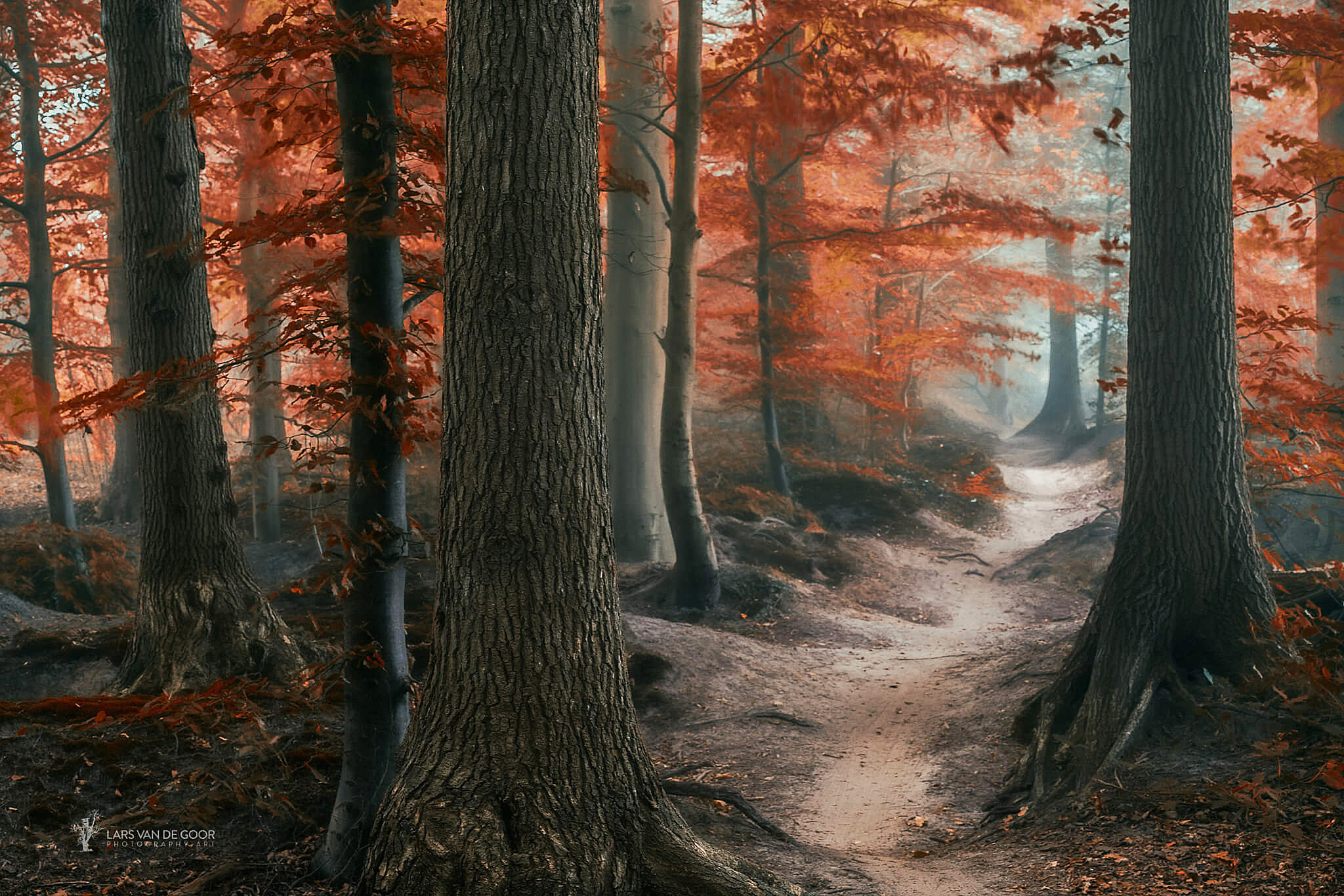 Wallpaper. Golden autumn. photo. picture. nature, autumn, photographer, Lars van de Goor, forest