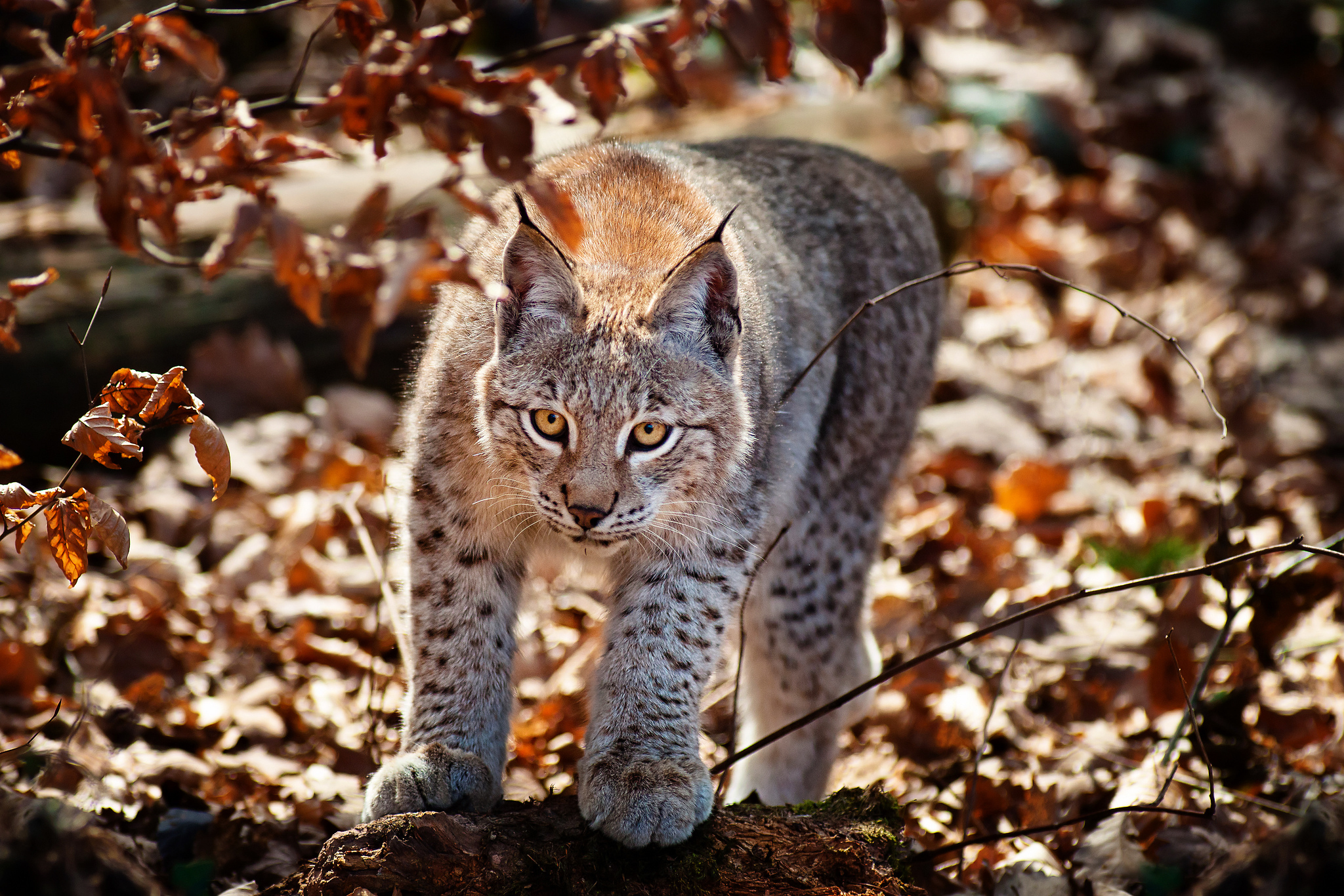 Lynx in the autumn forest Desktop wallpaper 600x382