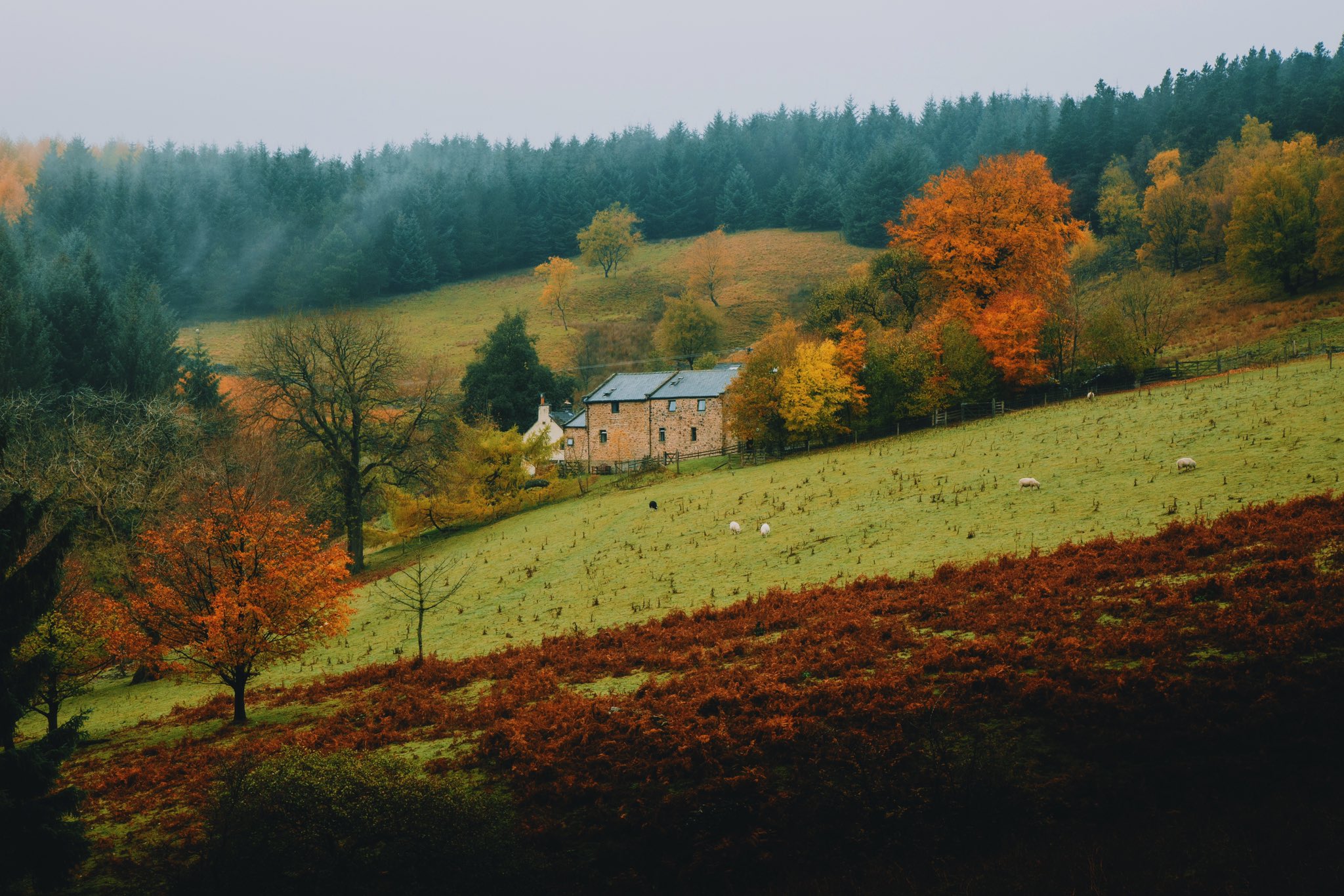 Landscape Trees Pine Trees Fall Mist Nature Wallpaper:2048x1366