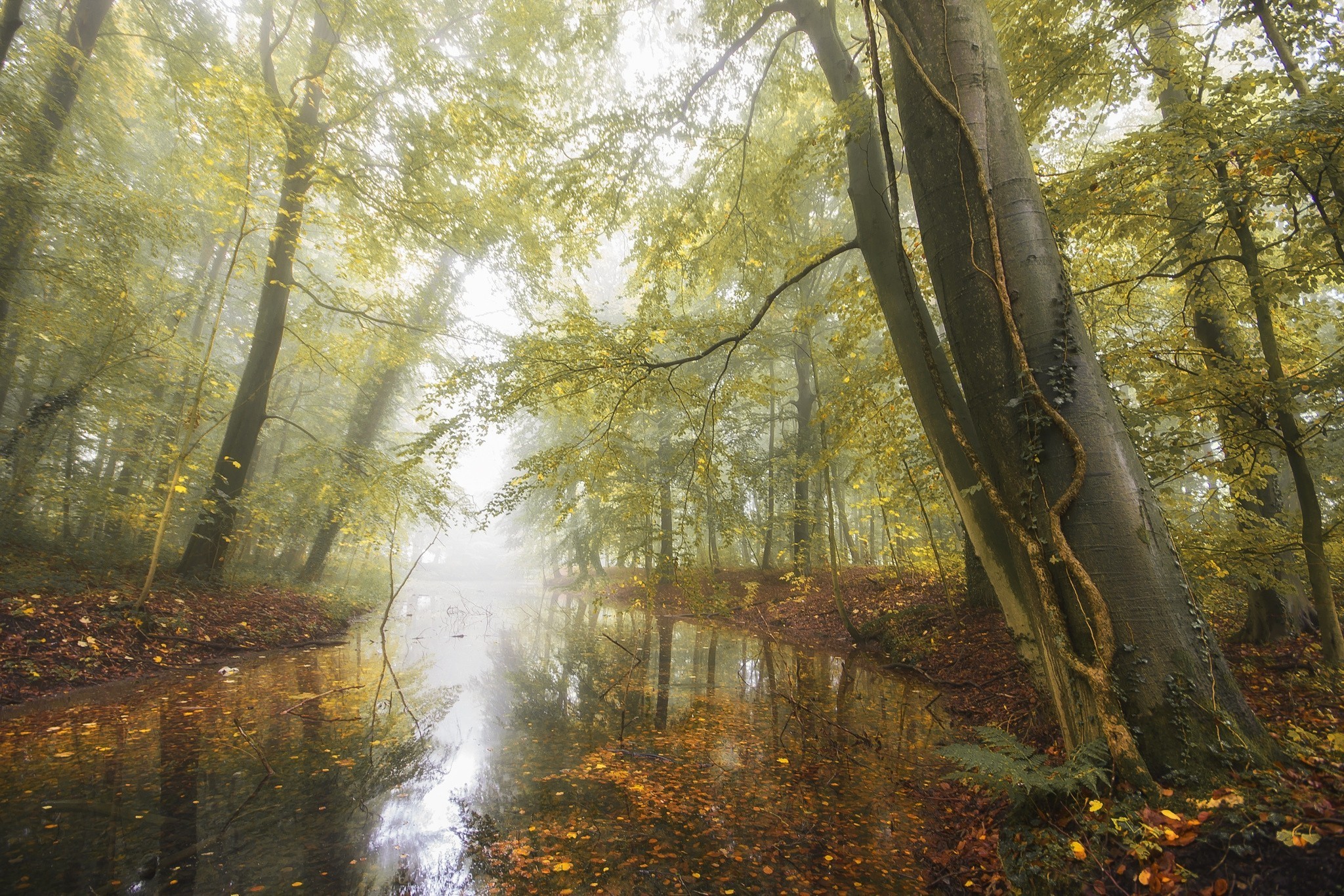 nature landscape pond forest fall leaves mist morning daylight trees germany wallpaper