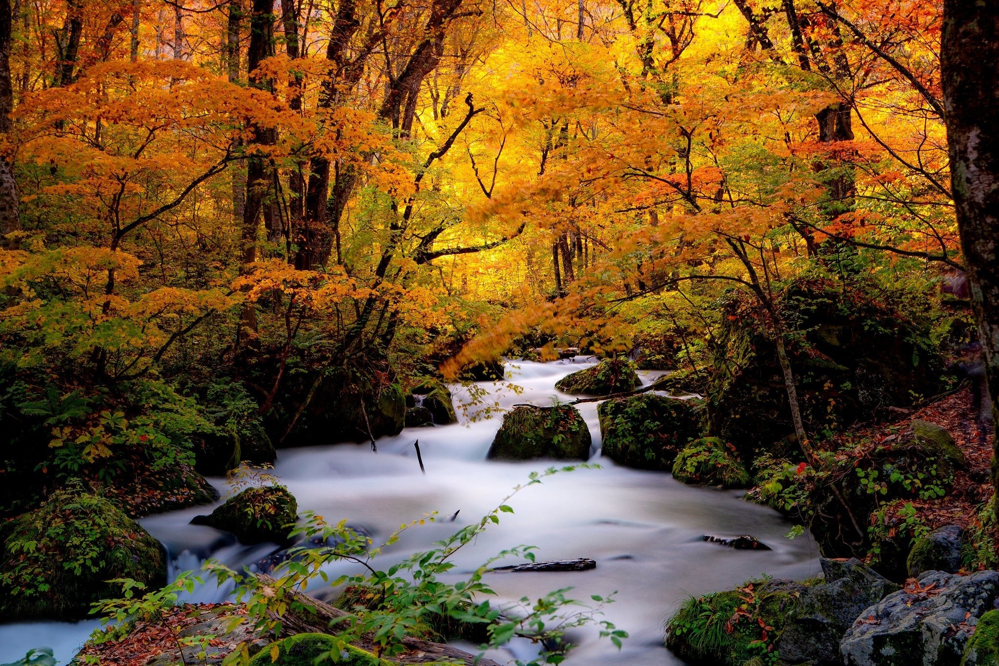 Wallpaper. Golden autumn. photo. picture. Japan, nature, landscape, forest, autumn