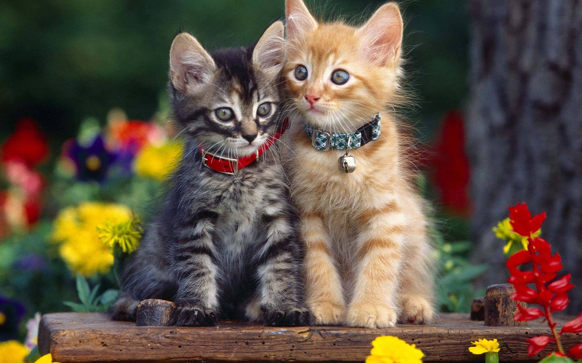 Beautiful Cats Picture