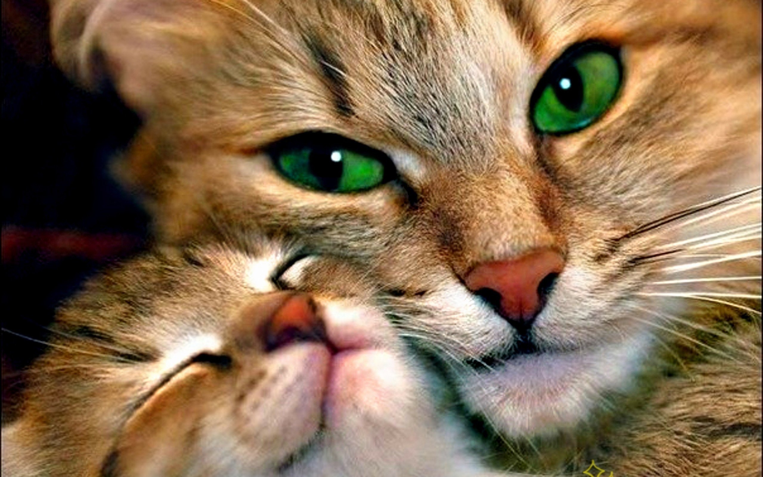Wallpaper. Love. photo. picture. CATS, Love, animals