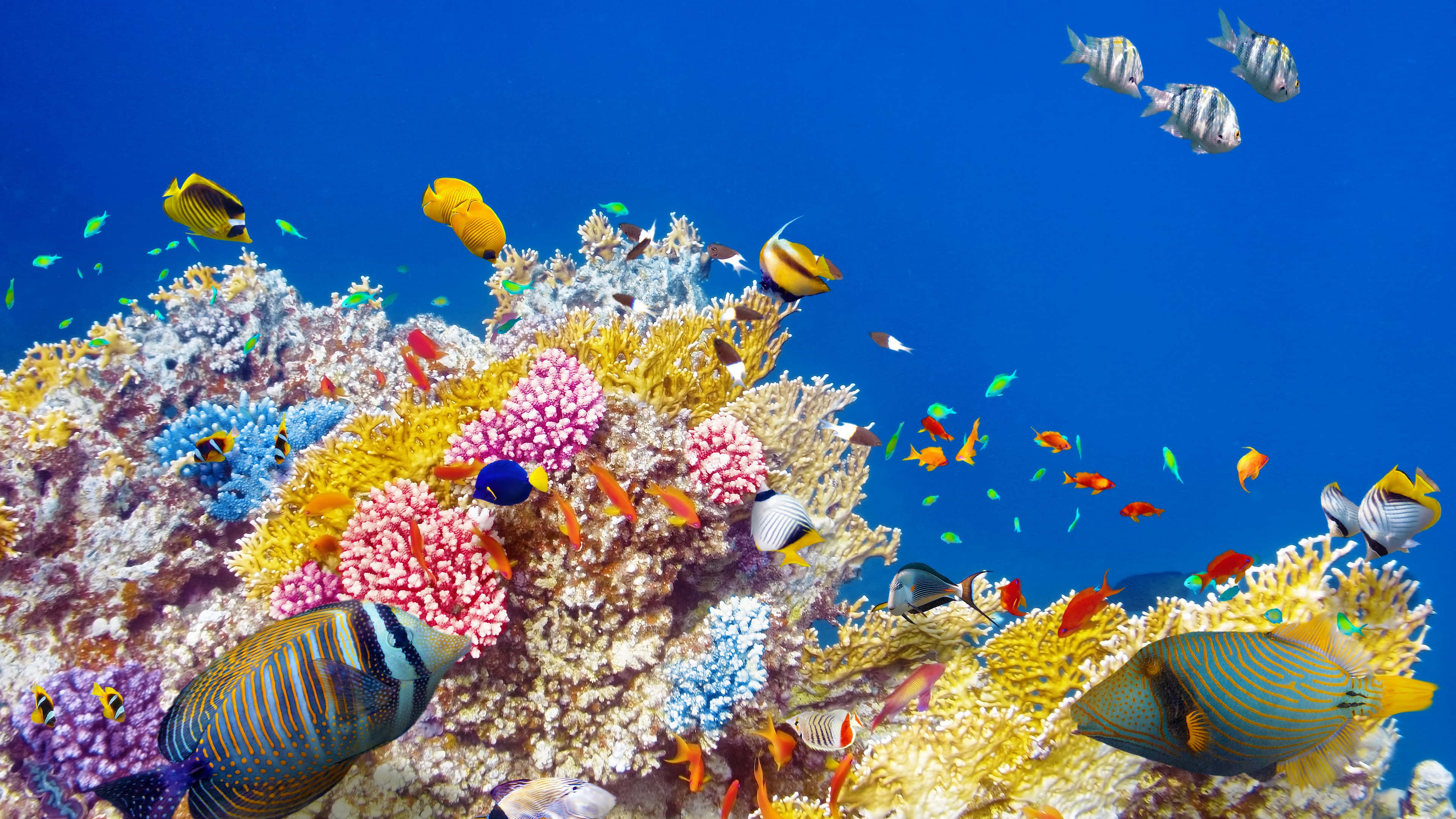 Download Spectacular Full Expanse Of Colorful Coral Reef In Crystal Clear 4k Resolution Wallpaper
