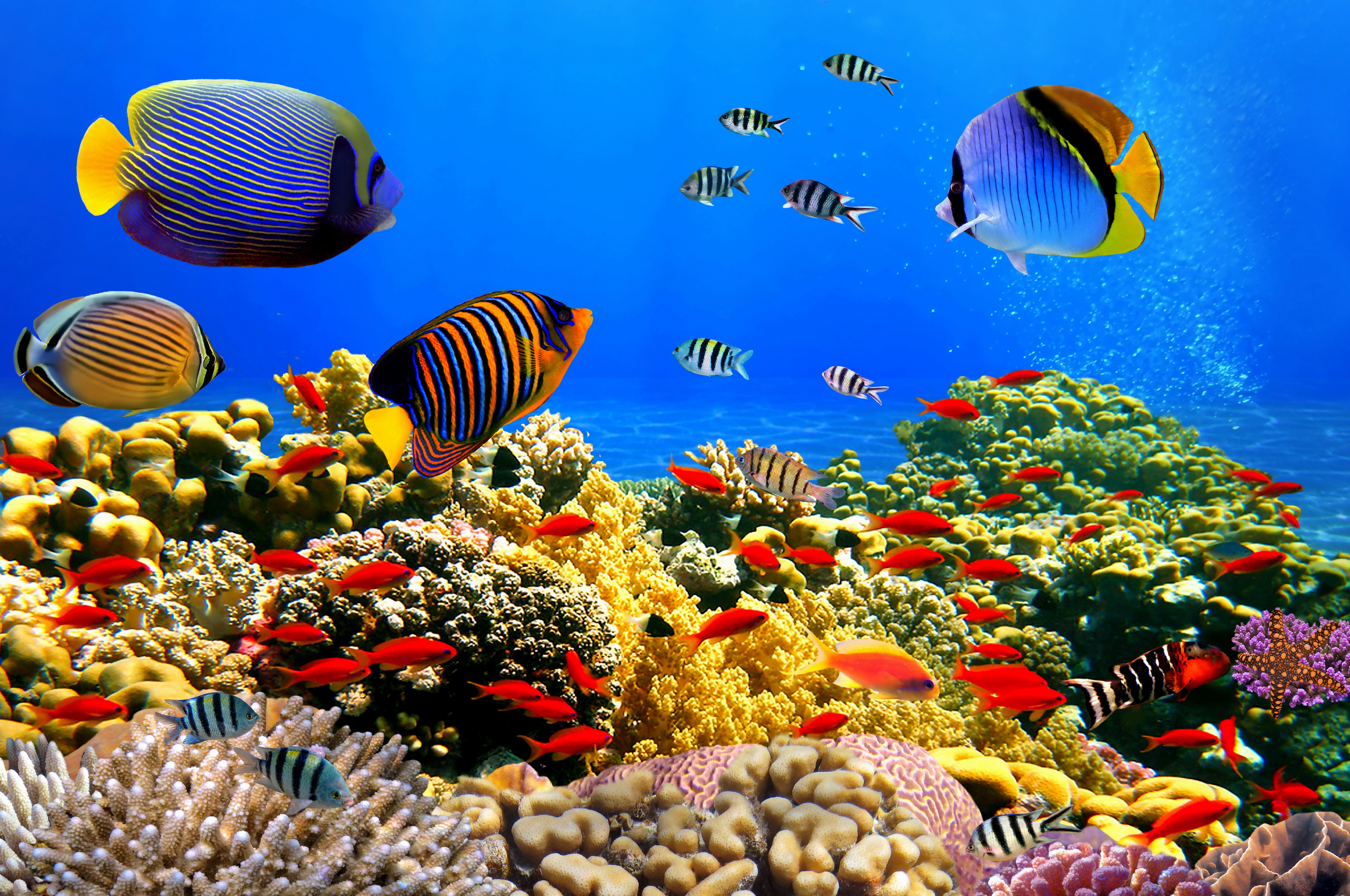 4K, 5K, 6K, 7K, Underwater world, Corals, Fish Gallery HD Wallpaper