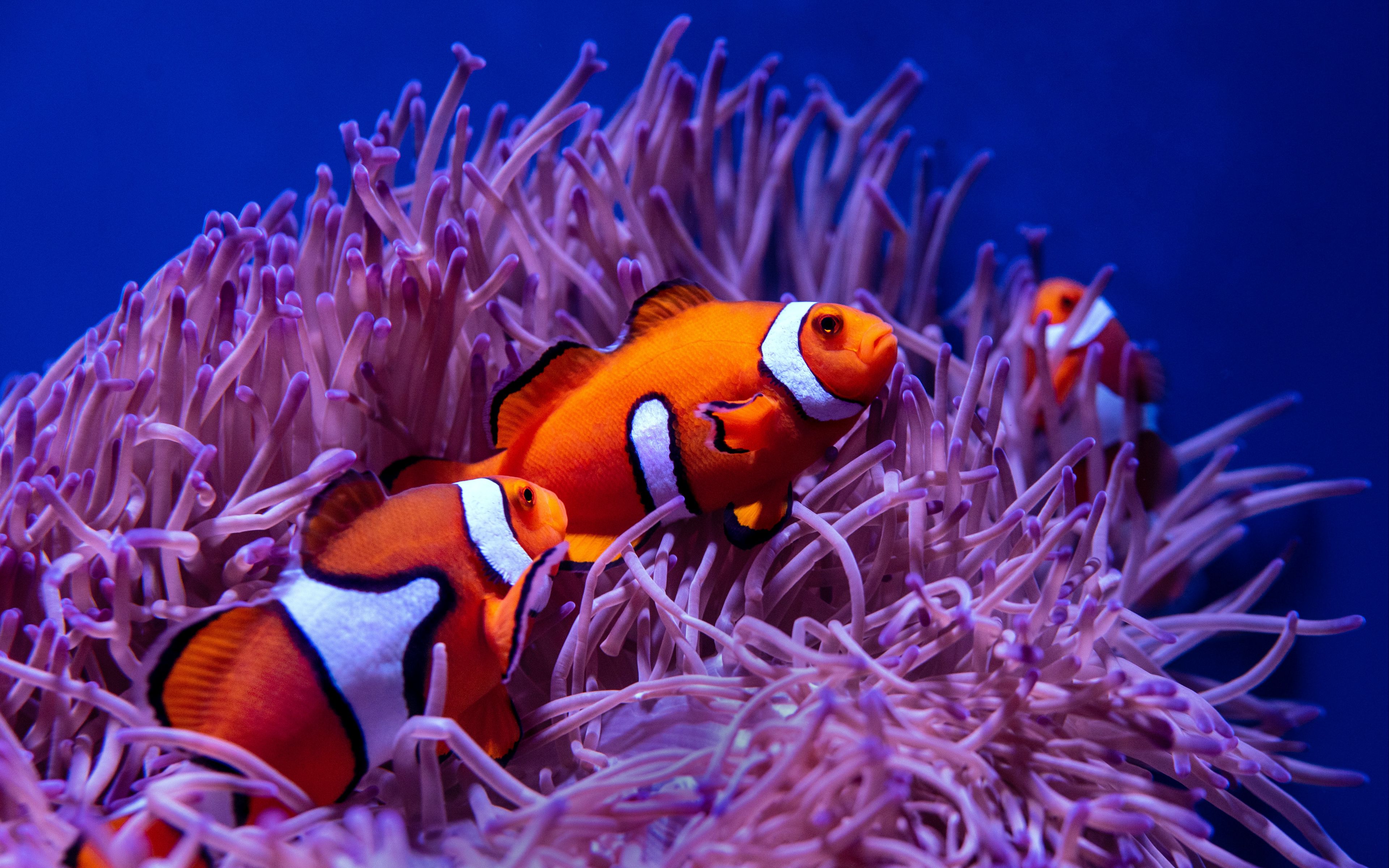 Download wallpaper 3840x2400 clown fish, fish, corals, reef, water 4k ultra HD 16:10 HD background