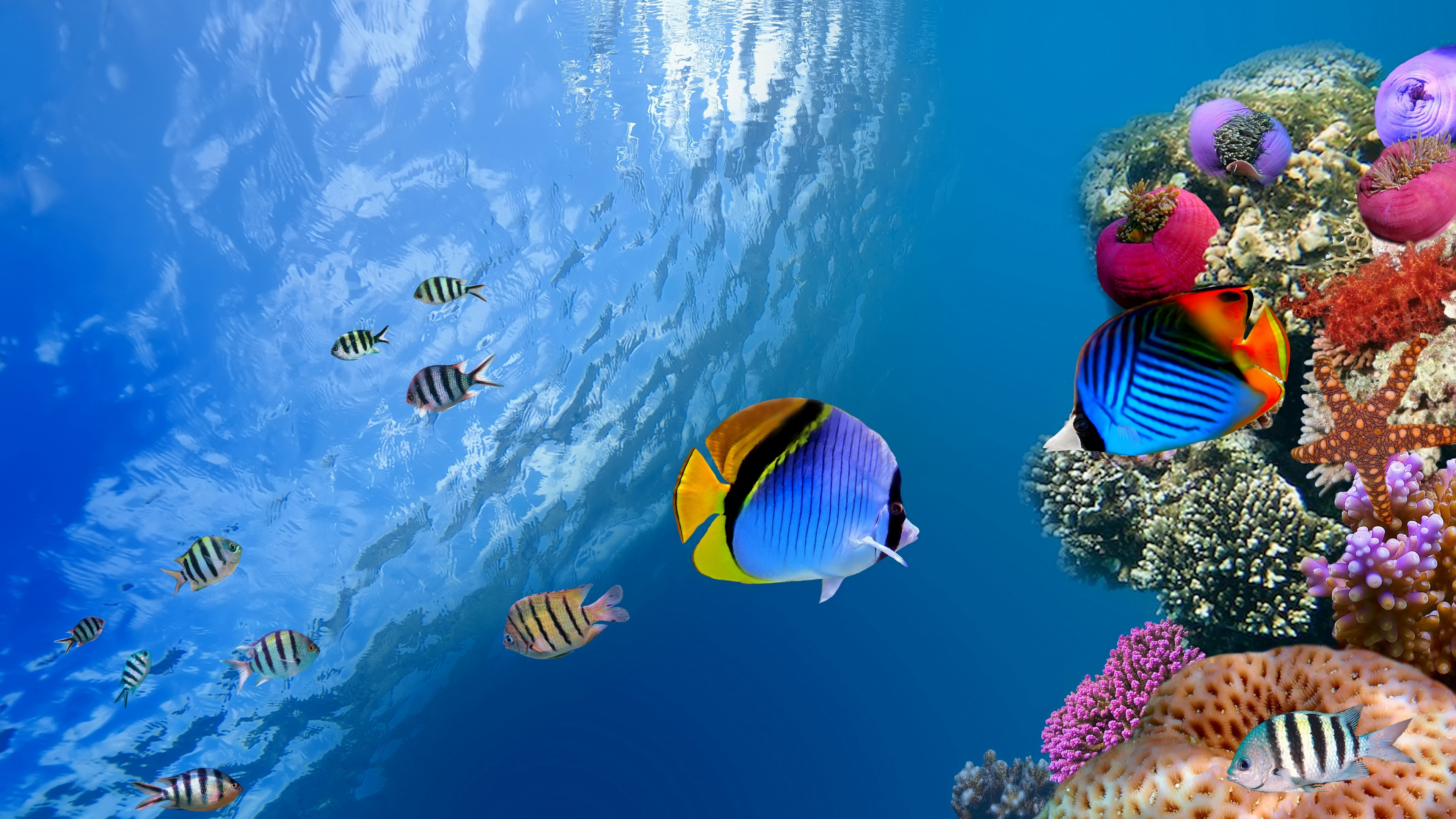 Coral Reef 4K Ultra HD Wallpaper, HD Coral Reef 3840x2160 Background, Free Image Download