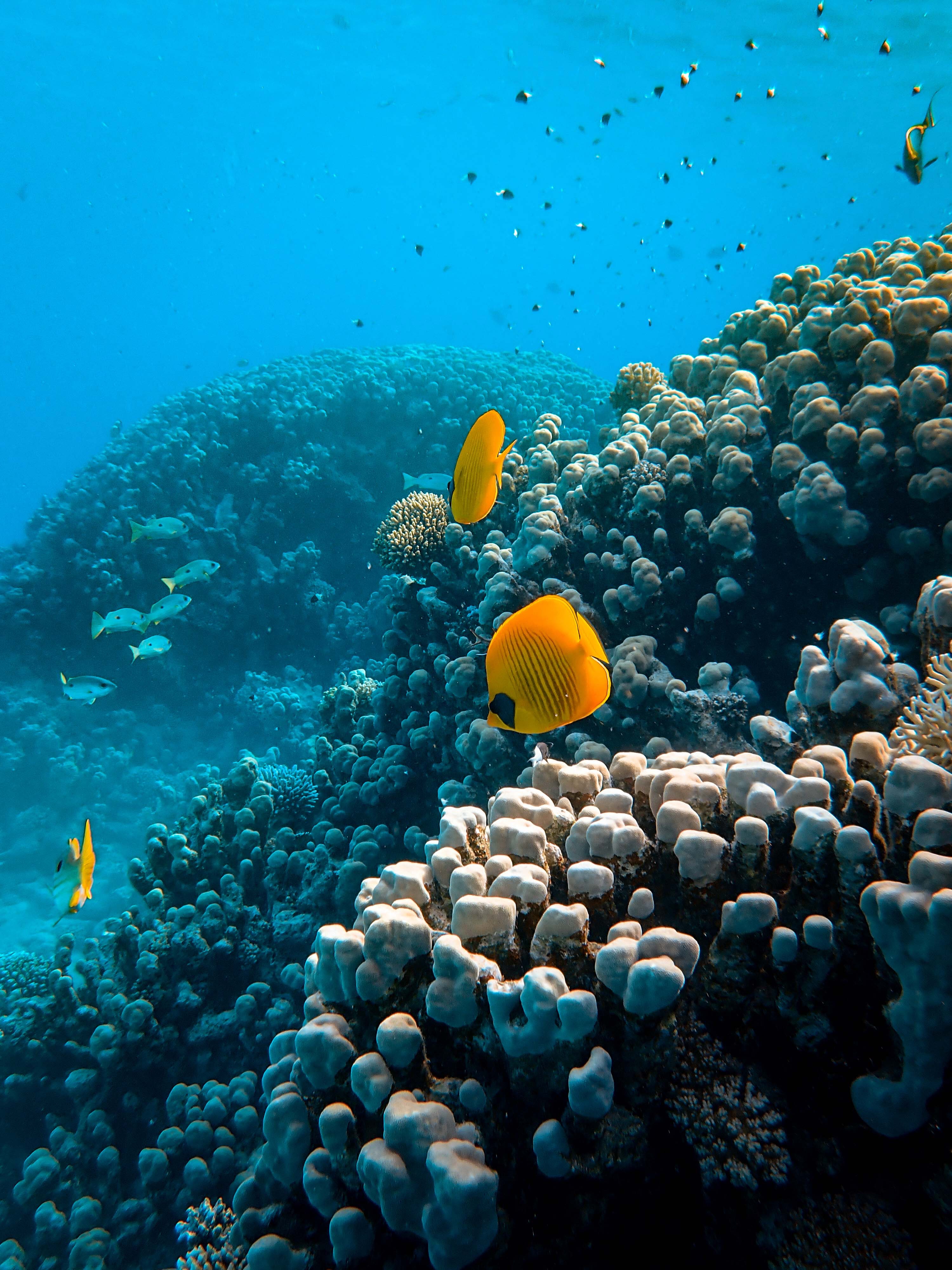 Coral Reef Photo, Download The BEST Free Coral Reef & HD Image