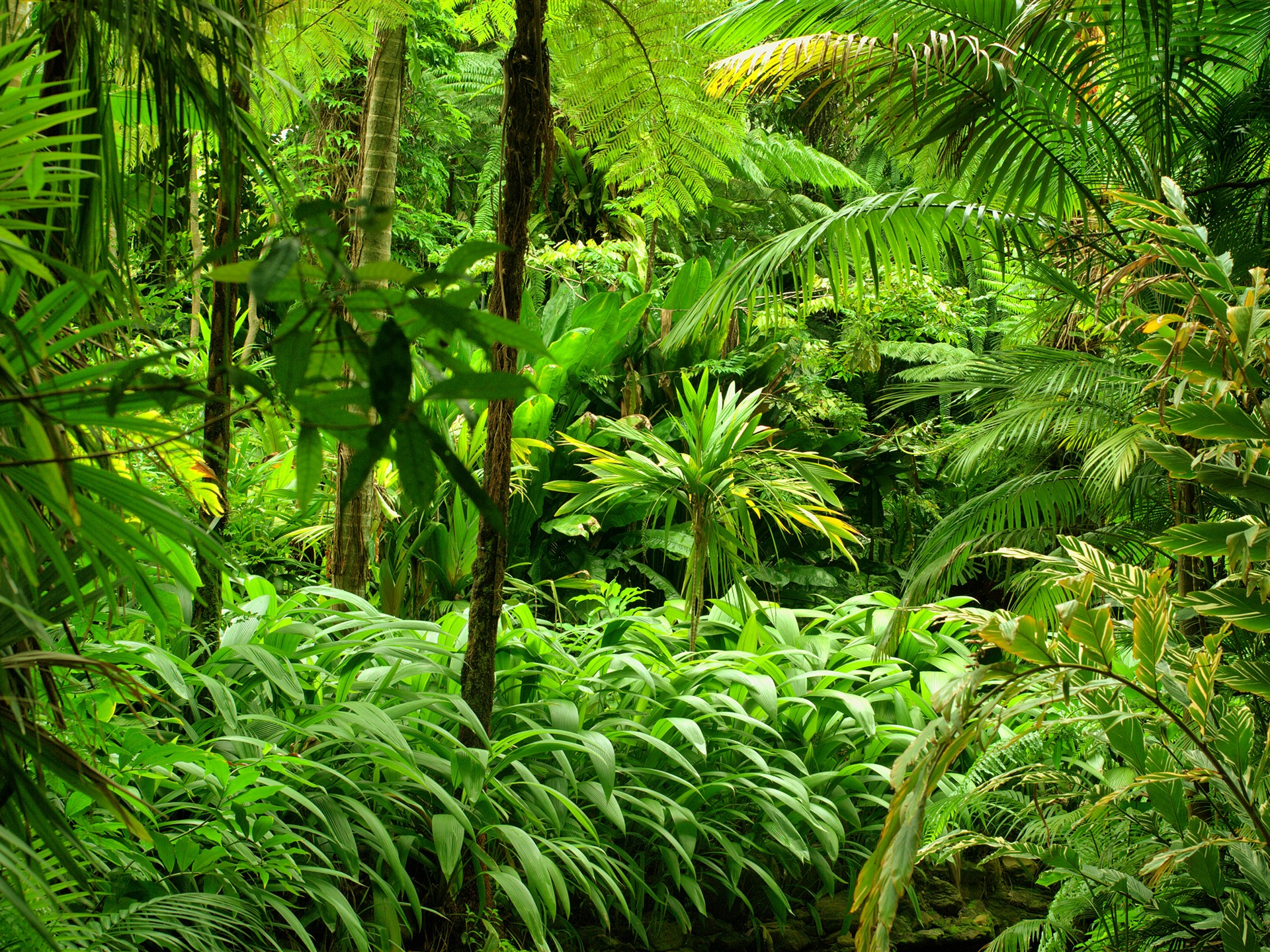 Wallpaper Jungle, trees, green 3840x2160 UHD 4K Picture, Image