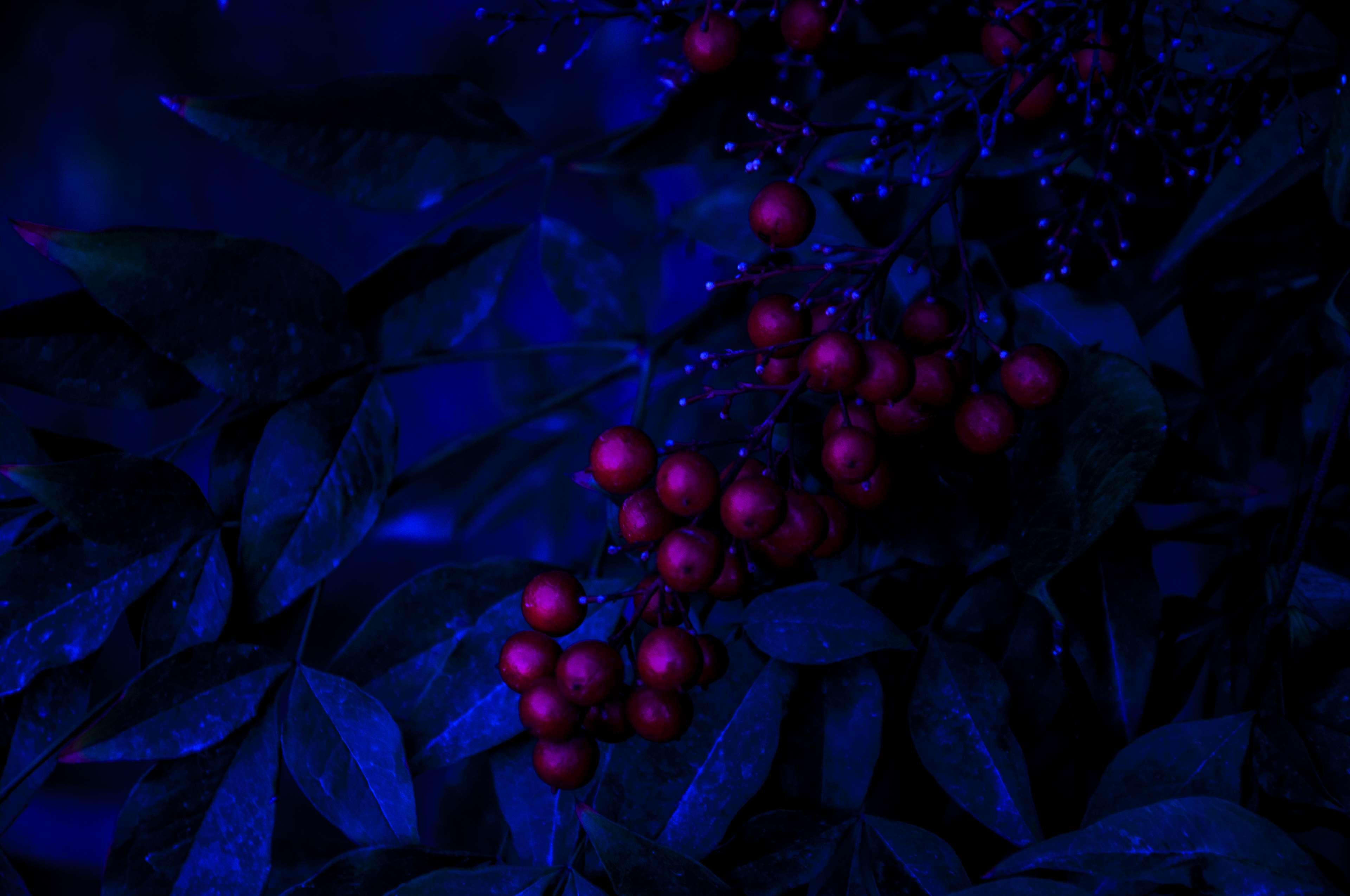 black wallpaper, blue, calm, cranberries, dark, leaves, nature, night, wallpaper 4k Gallery HD Wallpaper