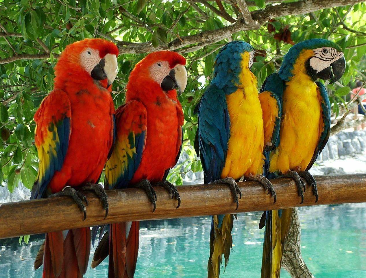 Tropical Birds Wallpaper