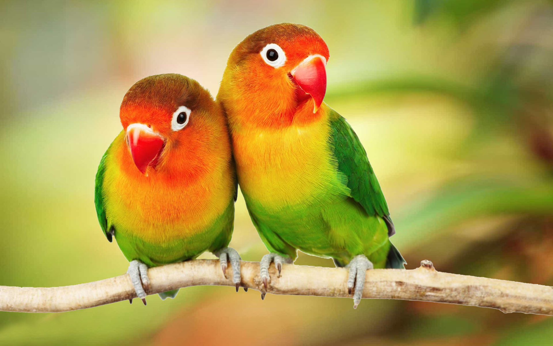 Beautiful Tropical Birds Colorful Parrots Love Birds Parrots On Branch 4k Ultra HD 1610 Desktop Background For Pc & Mac Laptop Tablet Mobile Phone, Wallpaper13.com