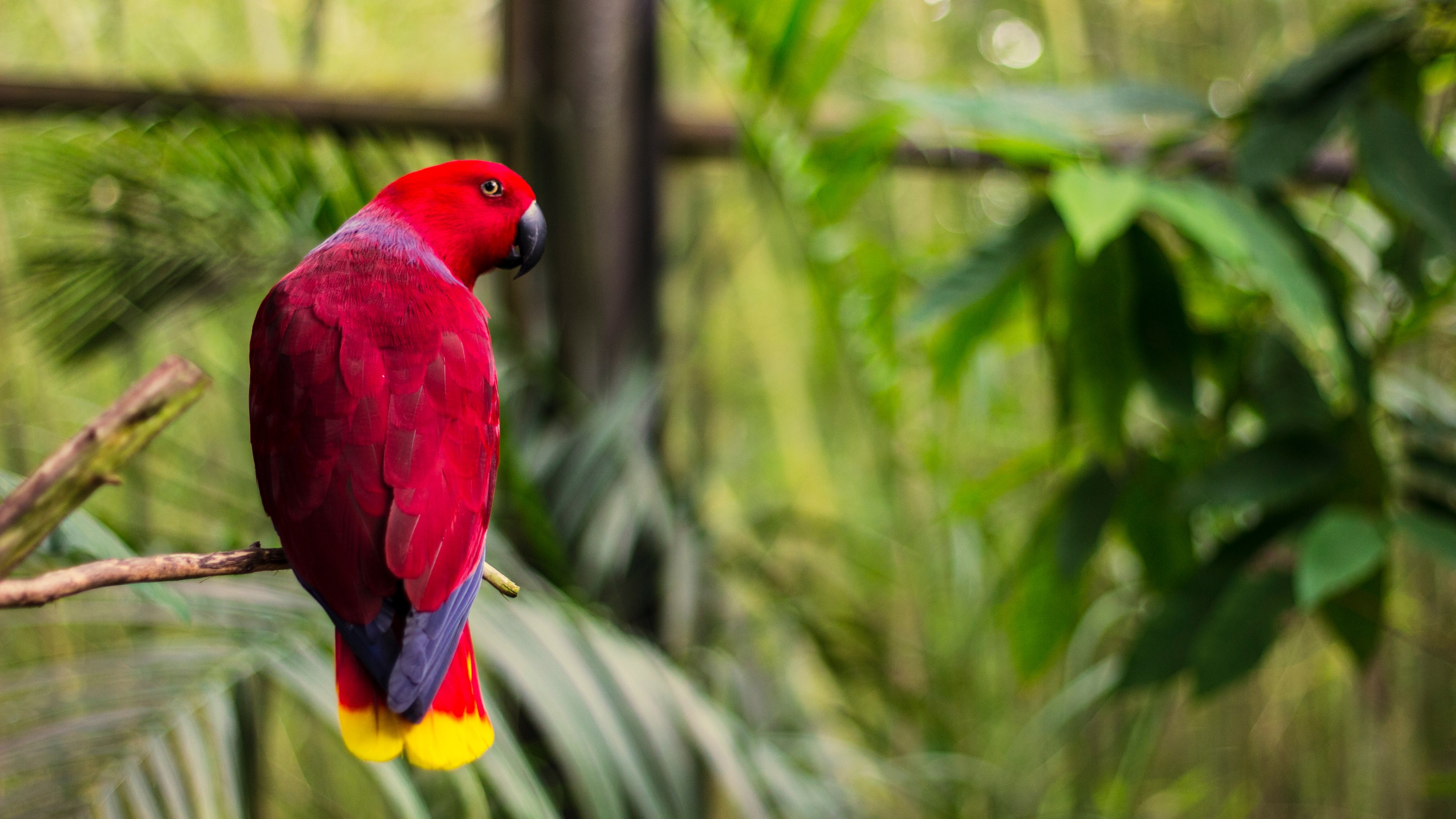 Wallpaper / bird parrot tropical bird and branch HD 4k wallpaper free download