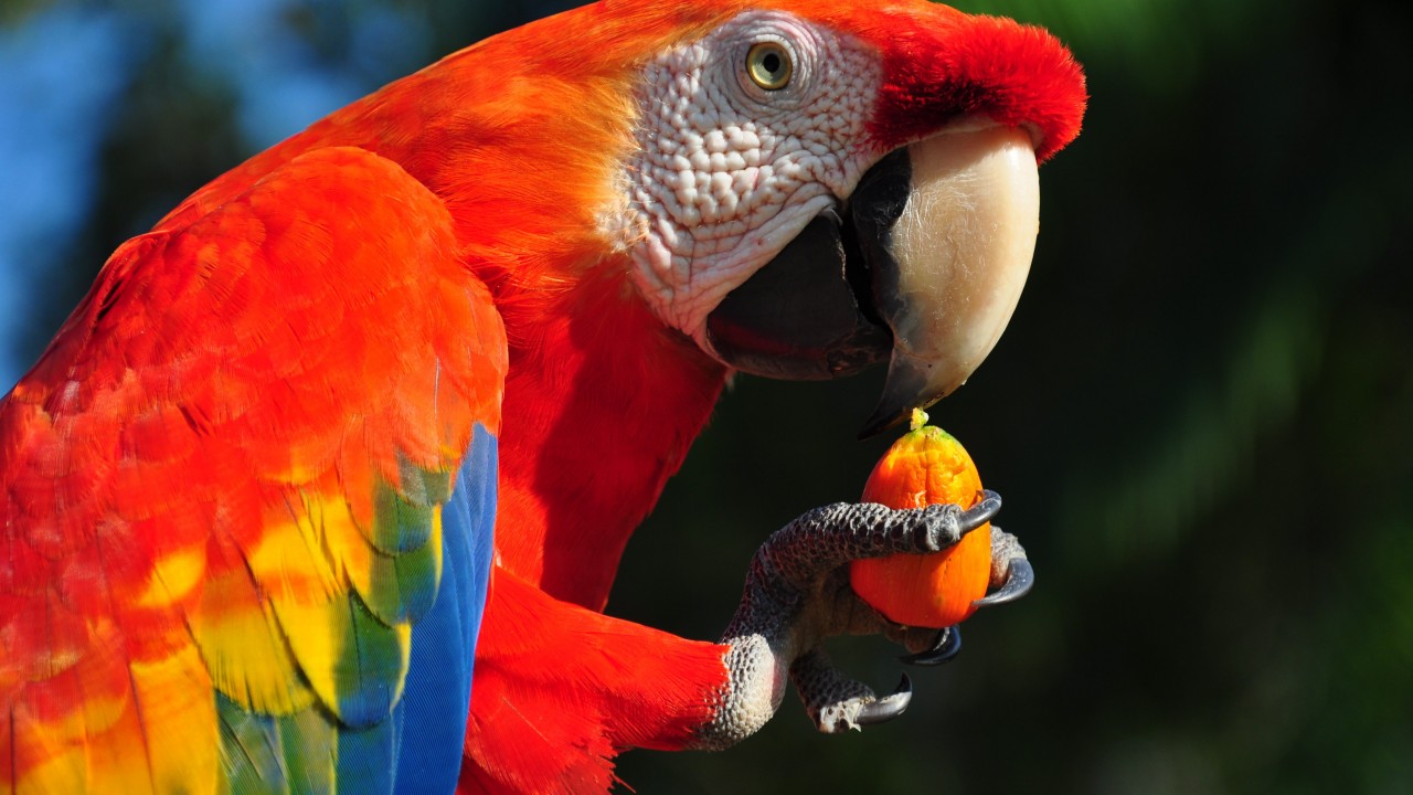 Wallpaper Macaw parrot, tropical bird, Animals