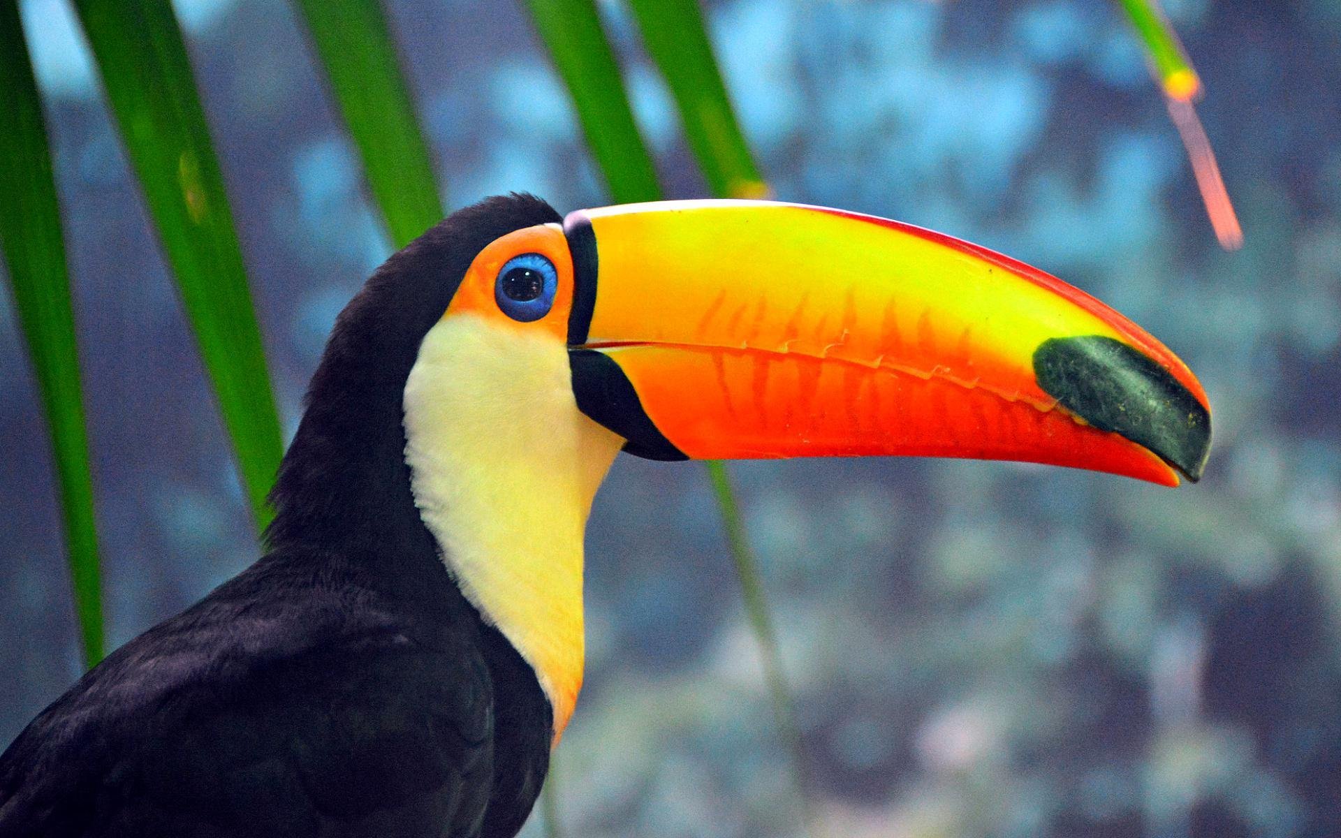 Wallpaper, 1920x1200 px, 66, bird, parrot, toucan, tropical 1920x1200