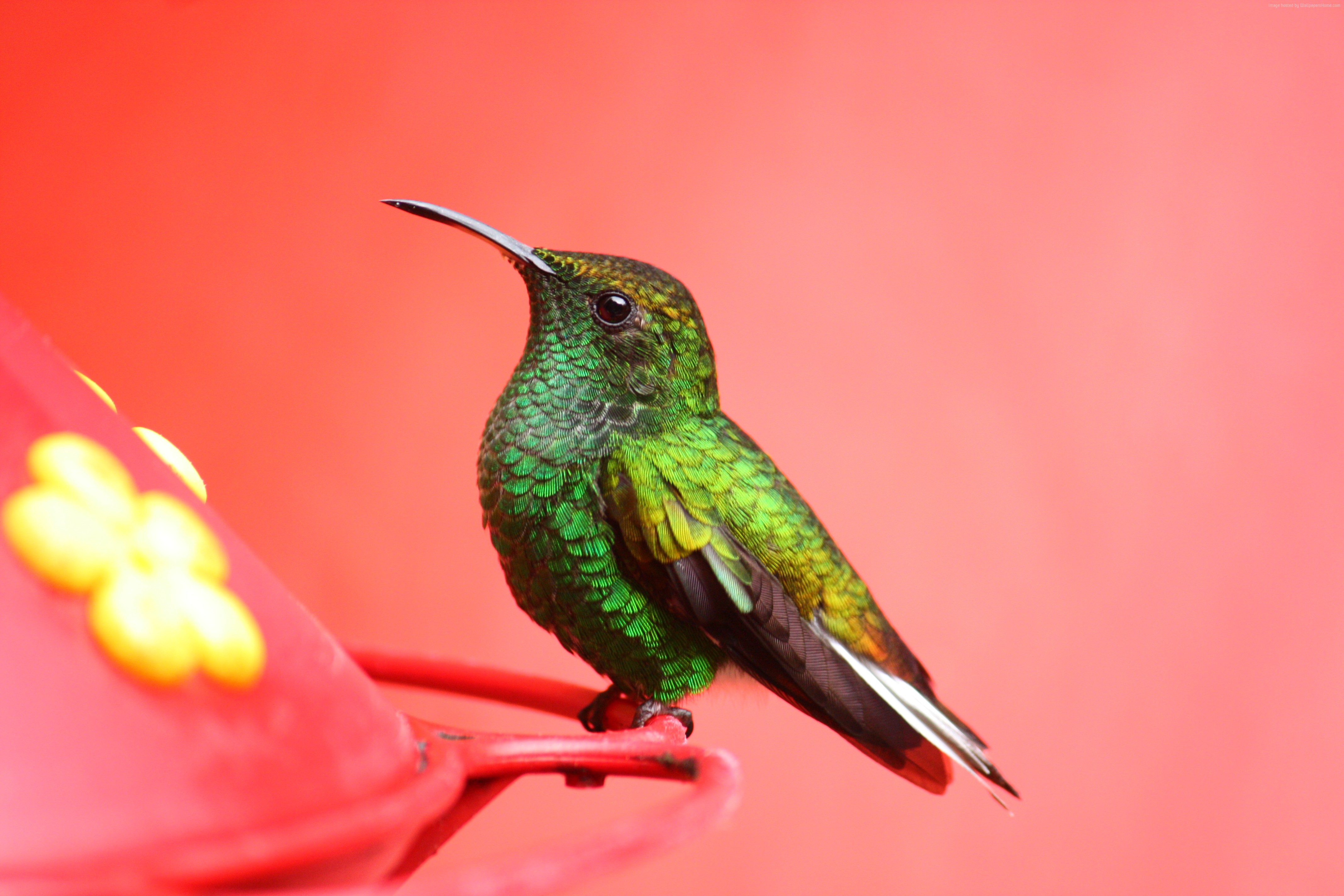 4k, tropical, green, pink, Bird, nature, exotic, 5k, eyes Gallery HD Wallpaper