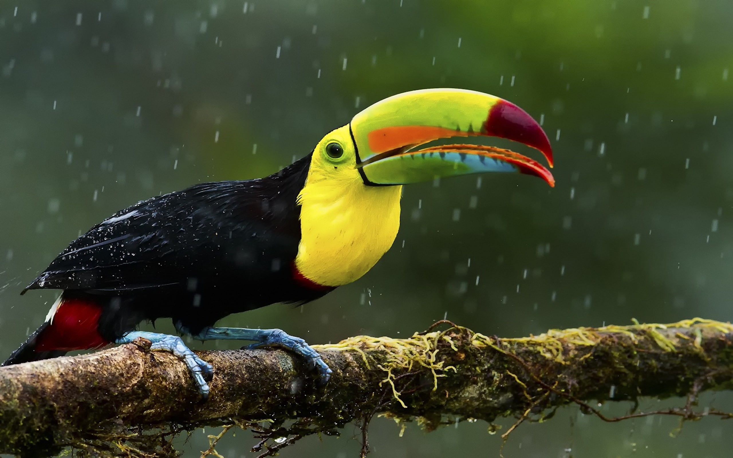 Wallpaper / colorful, desktop, exotic, wallpaper, pc, tablet, mobile, toucan, birds, red, build, beak, hd, yellow, black, 2K, tail, body free download
