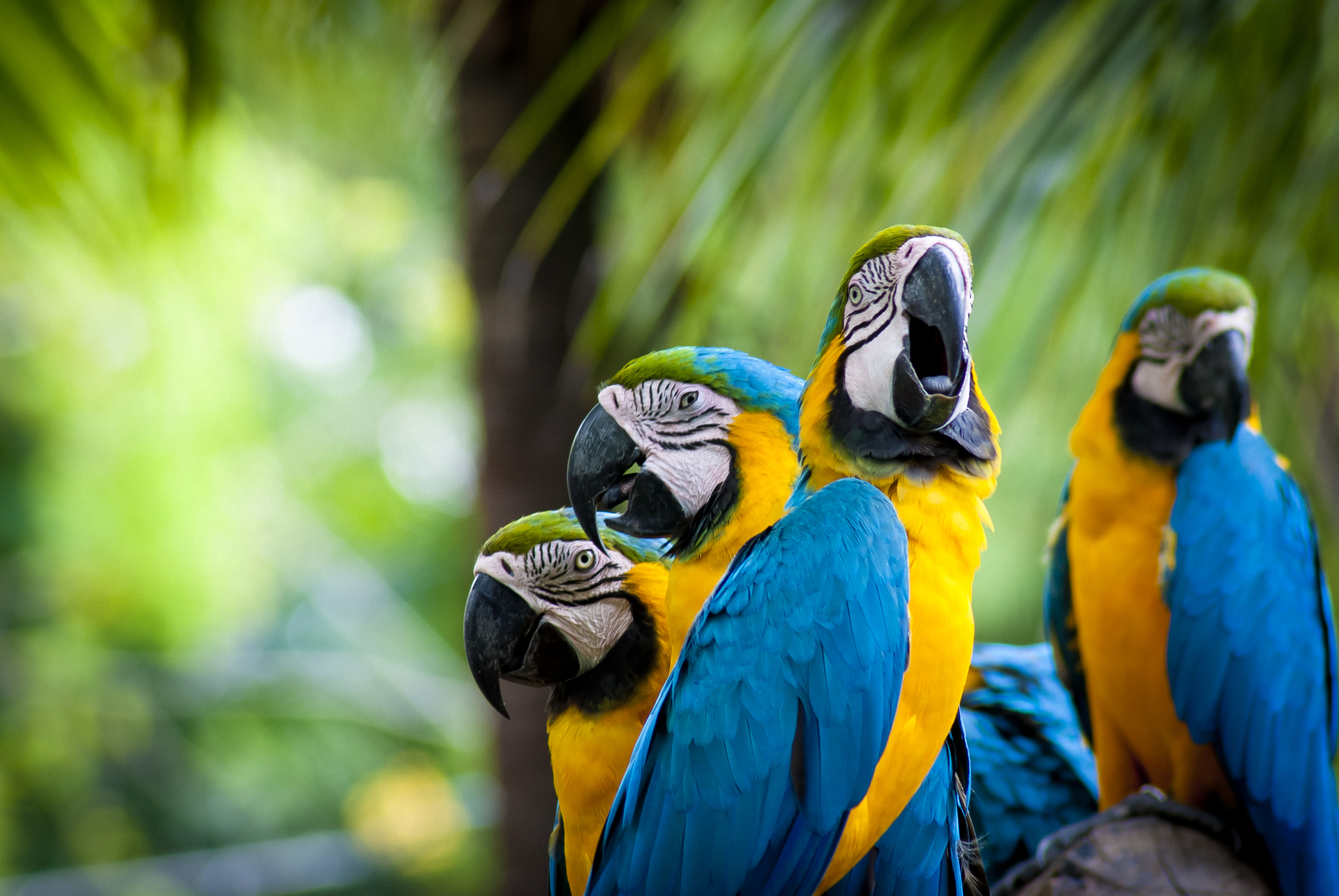 Blue And Yellow Macaw 4k Ultra HD Wallpaper