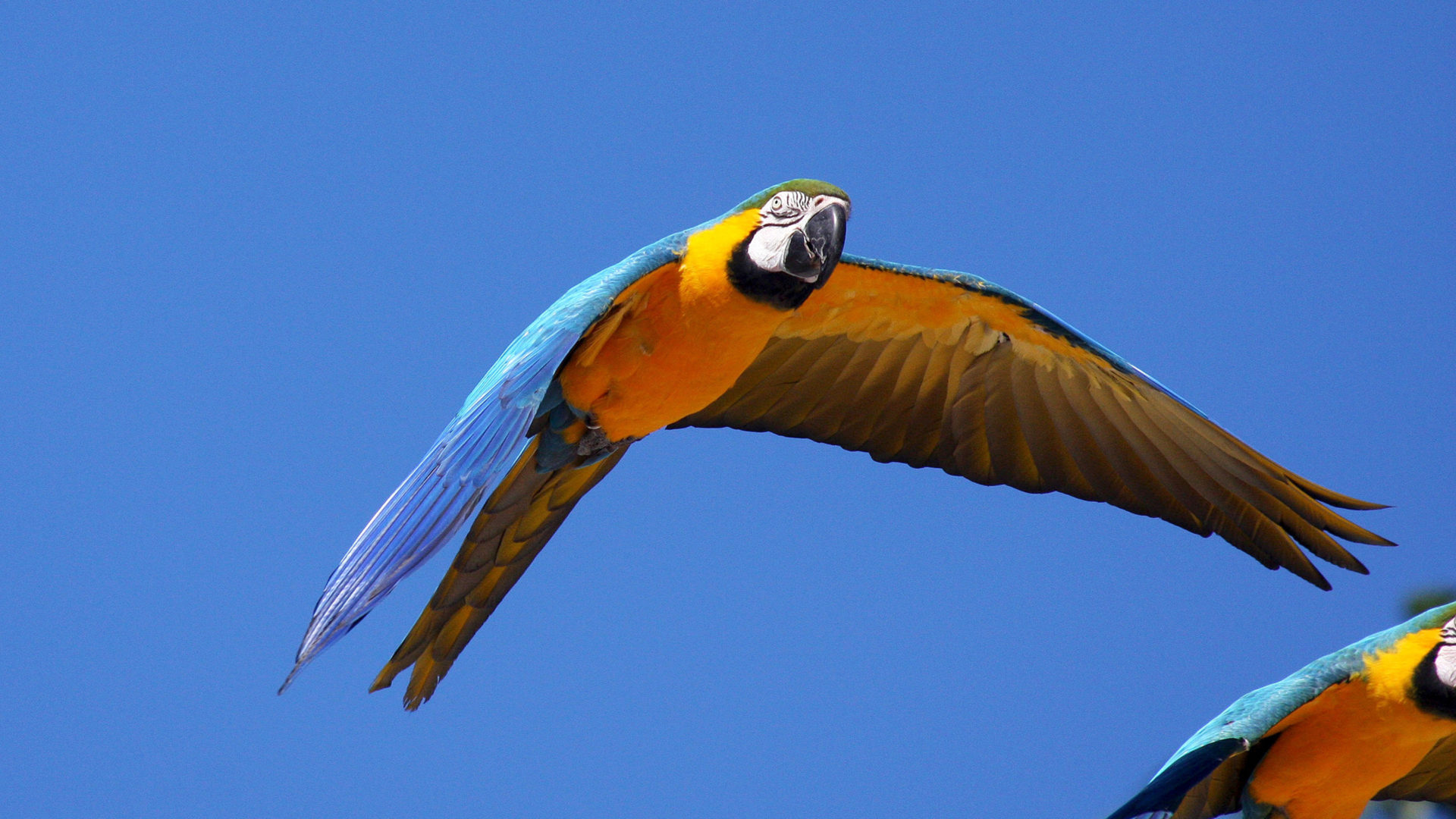 Flying Parrot, Tropical Bird Desktop Wallpaper HD, Wallpaper13.com