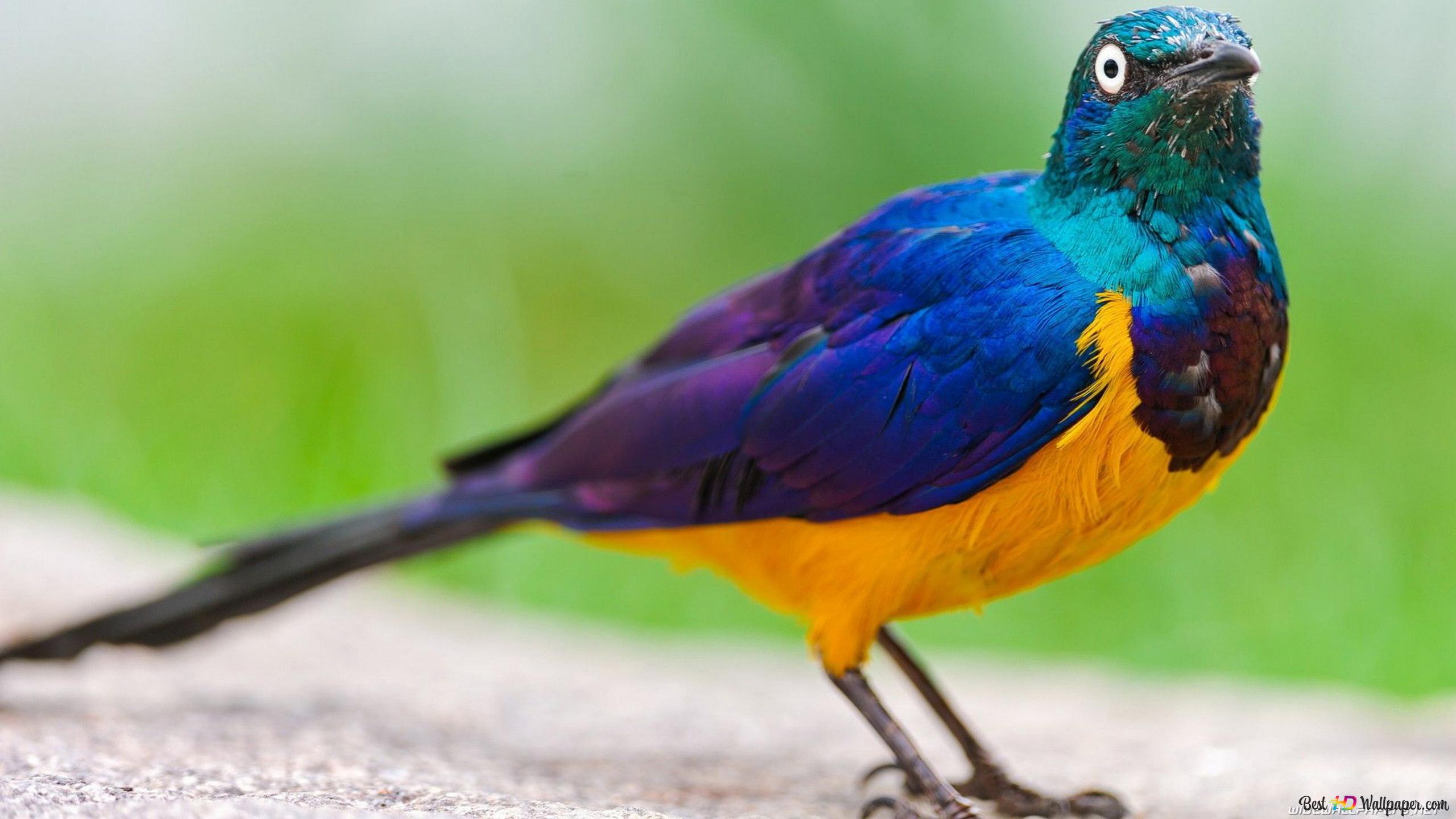 Colorful exotic bird 4K wallpaper download