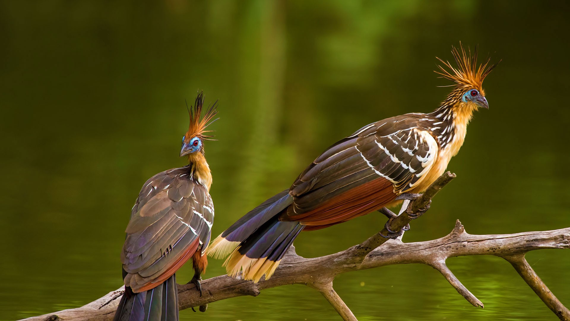 Two funny tropical birds Goacin on a branch Desktop wallpaper 1920x1080