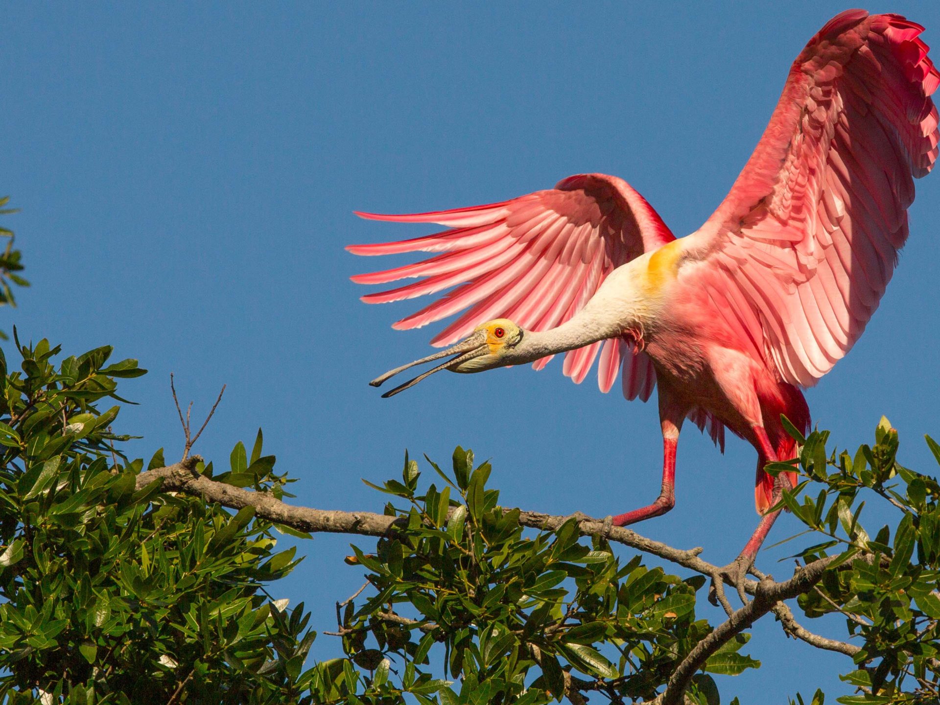 Pink Birds Roseate Spoonbill Tropical Exotic Birds HD Wallpaper For Mobile Phones And Computer 3840x2160, Wallpaper13.com