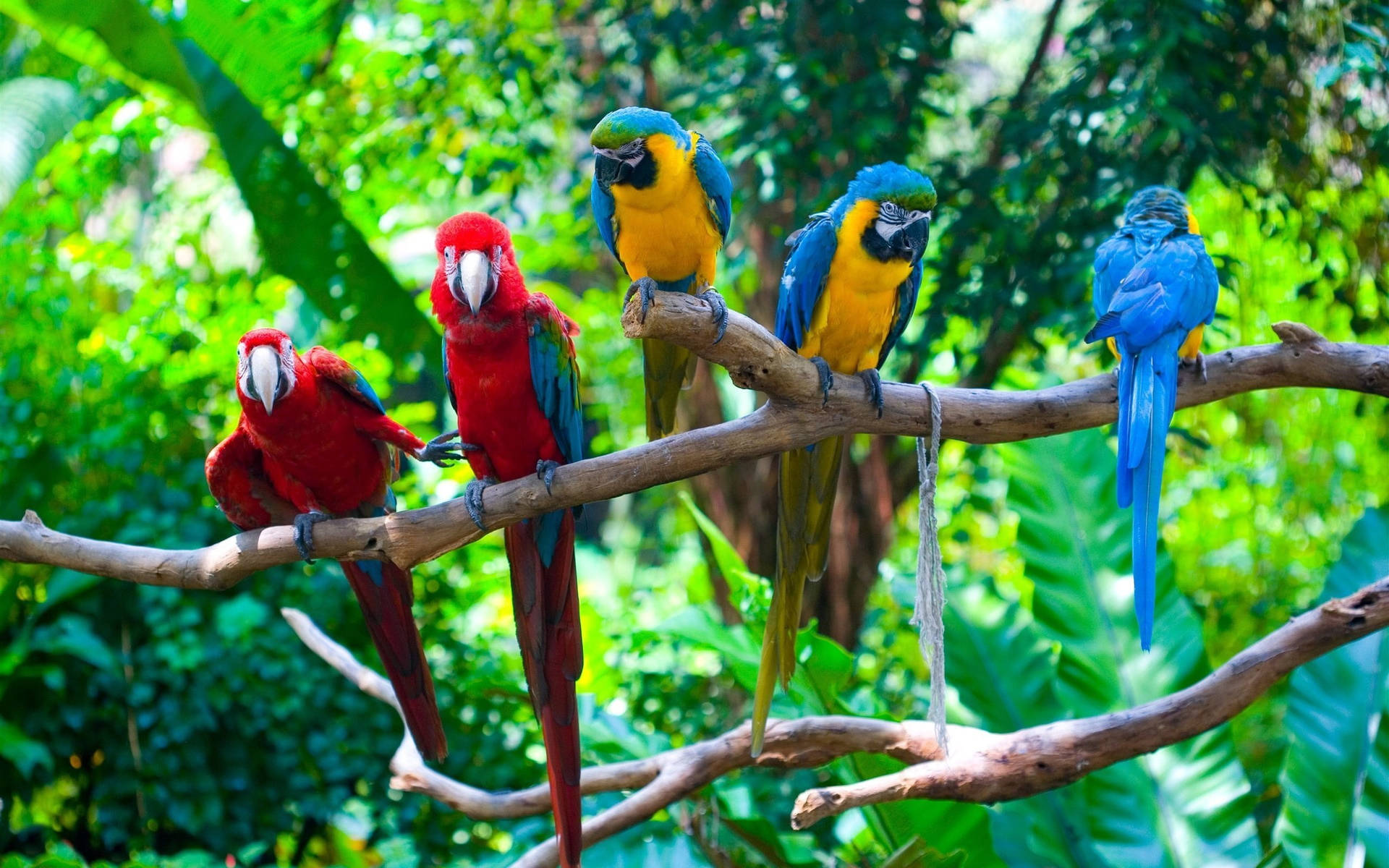 Download Five Colorful Macaws Tropical Desktop Wallpaper
