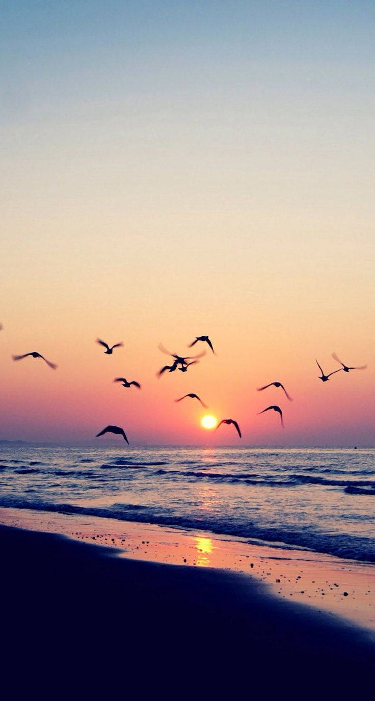 Download Summer Phone Birds On Ocean Sunset Wallpaper