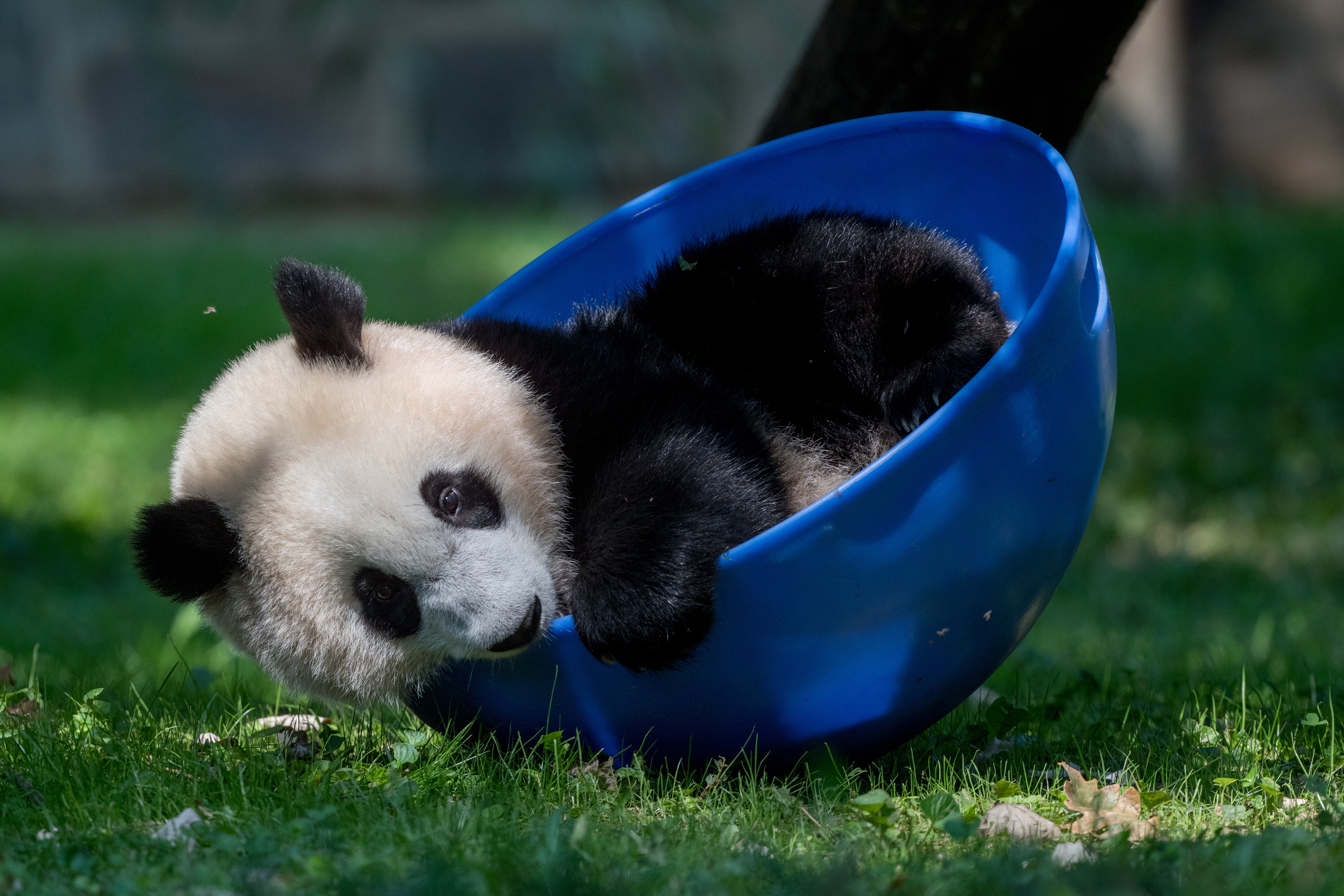 4K Panda Wallpaper and Background Image