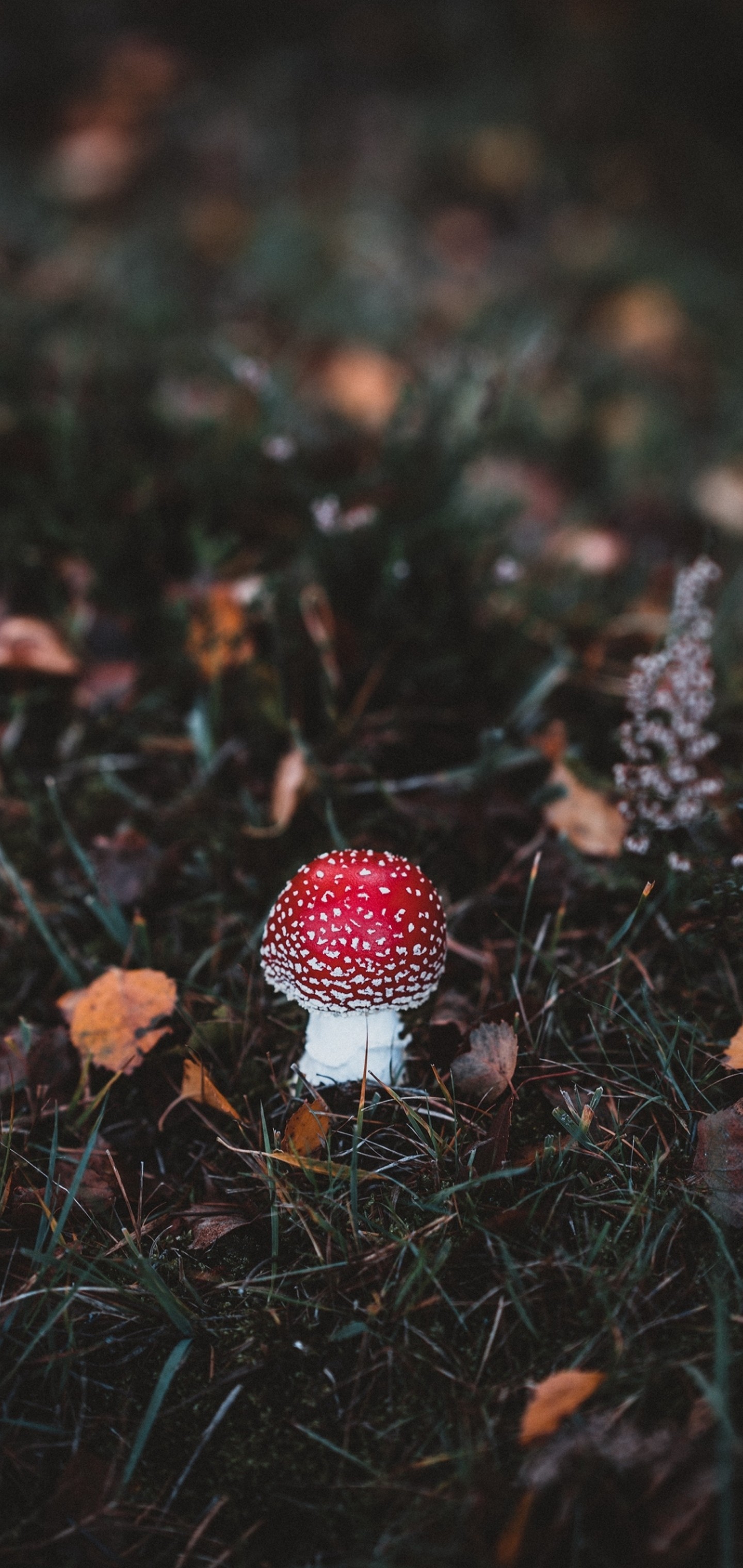 Autumn Mushroom Macro Wallpaper - [1440x3040]