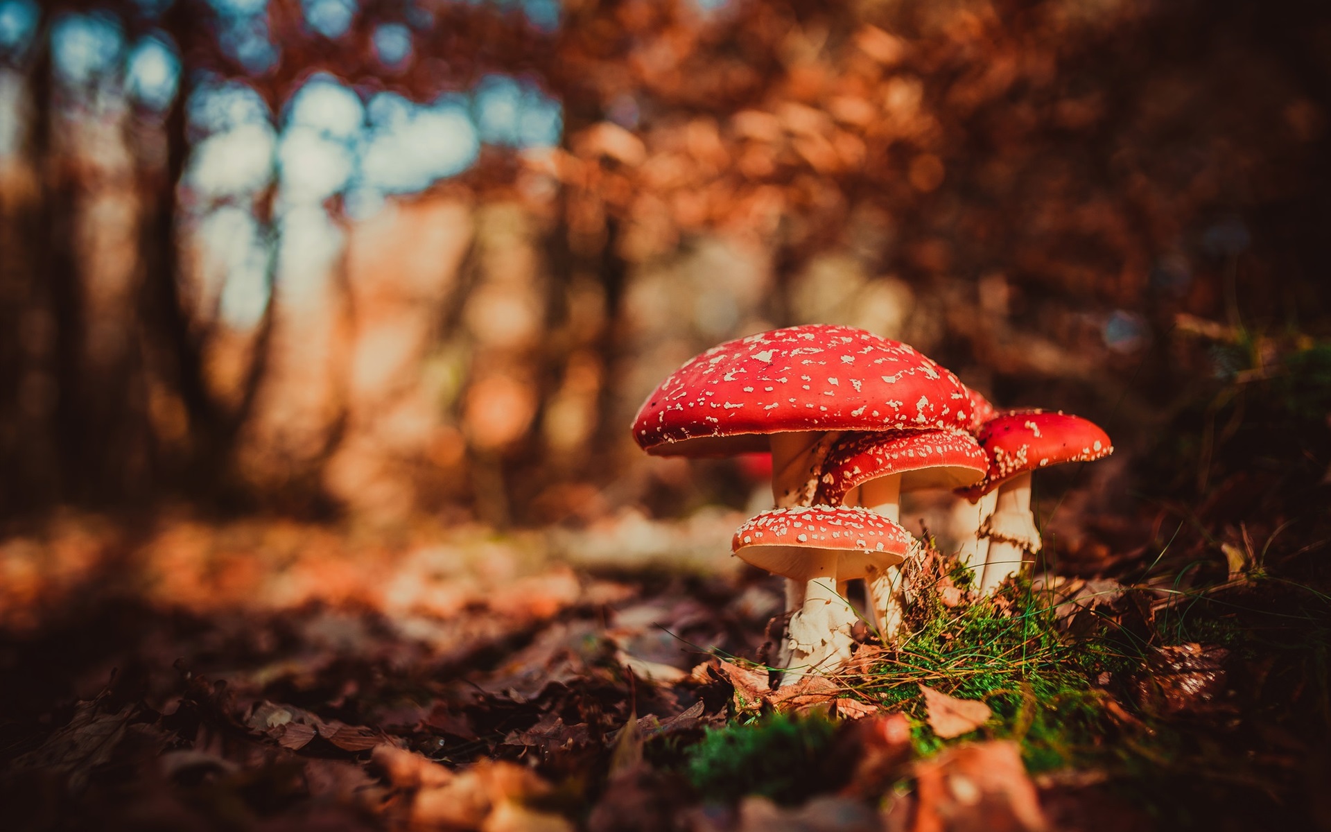 Wallpaper Red mushrooms, amanita, trees, autumn 1920x1200 HD Picture, Image