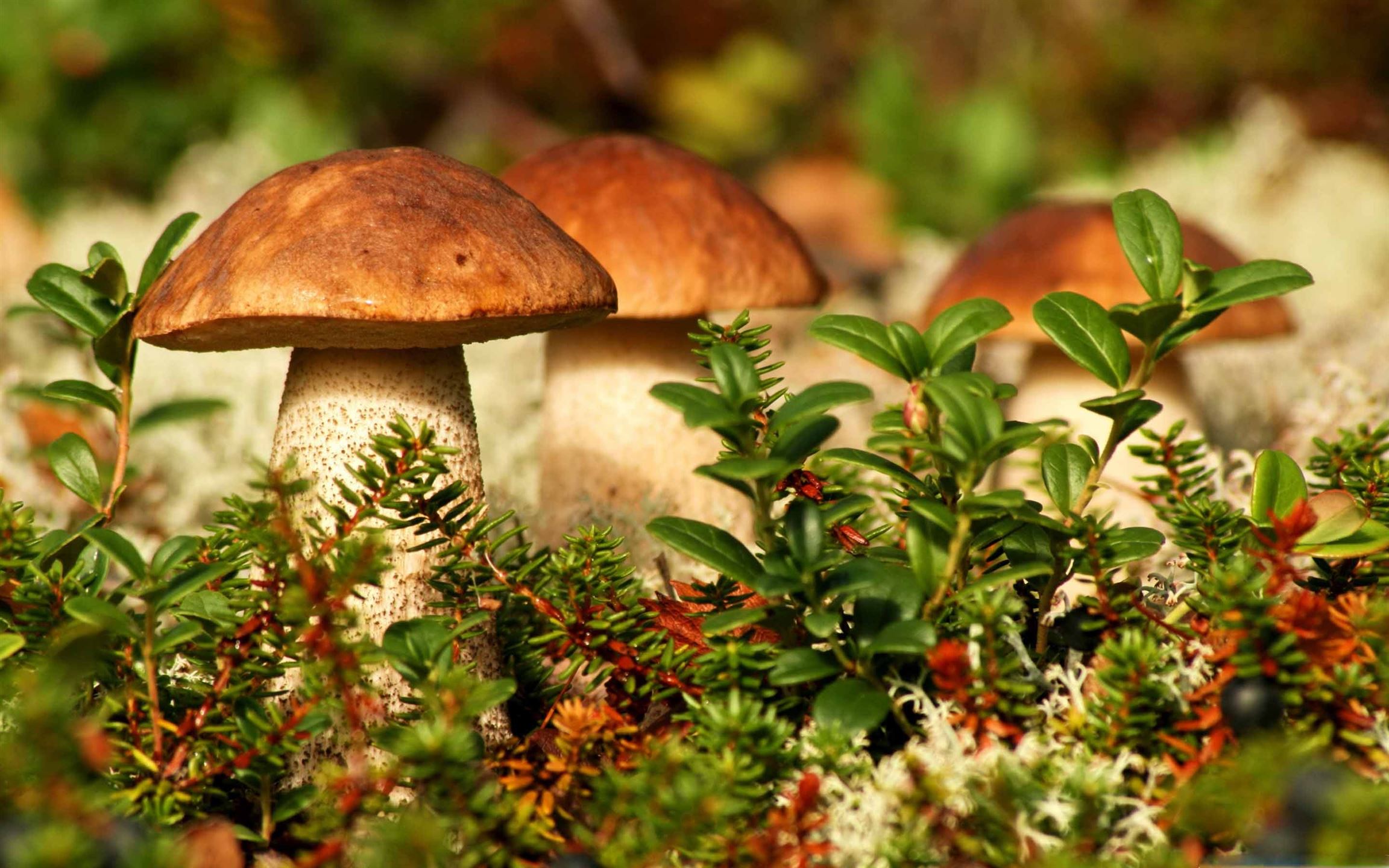 Autumn Mushrooms Mac Wallpaper Download