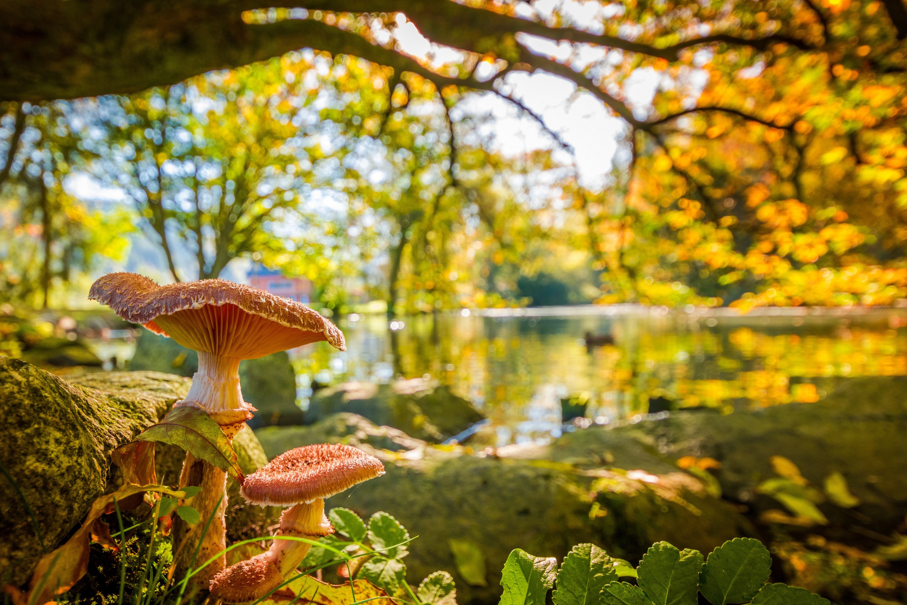 Autumn, Mushrooms nature, Pond, Bokeh Gallery HD Wallpaper