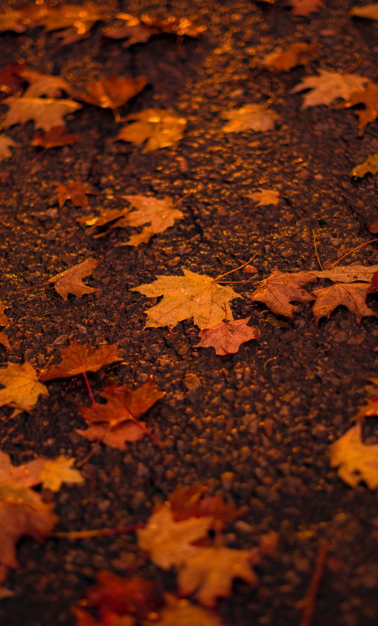 Autumn, orange, maple leaf wallpaper. Autumn leaves wallpaper, Leaf photography, Fall wallpaper