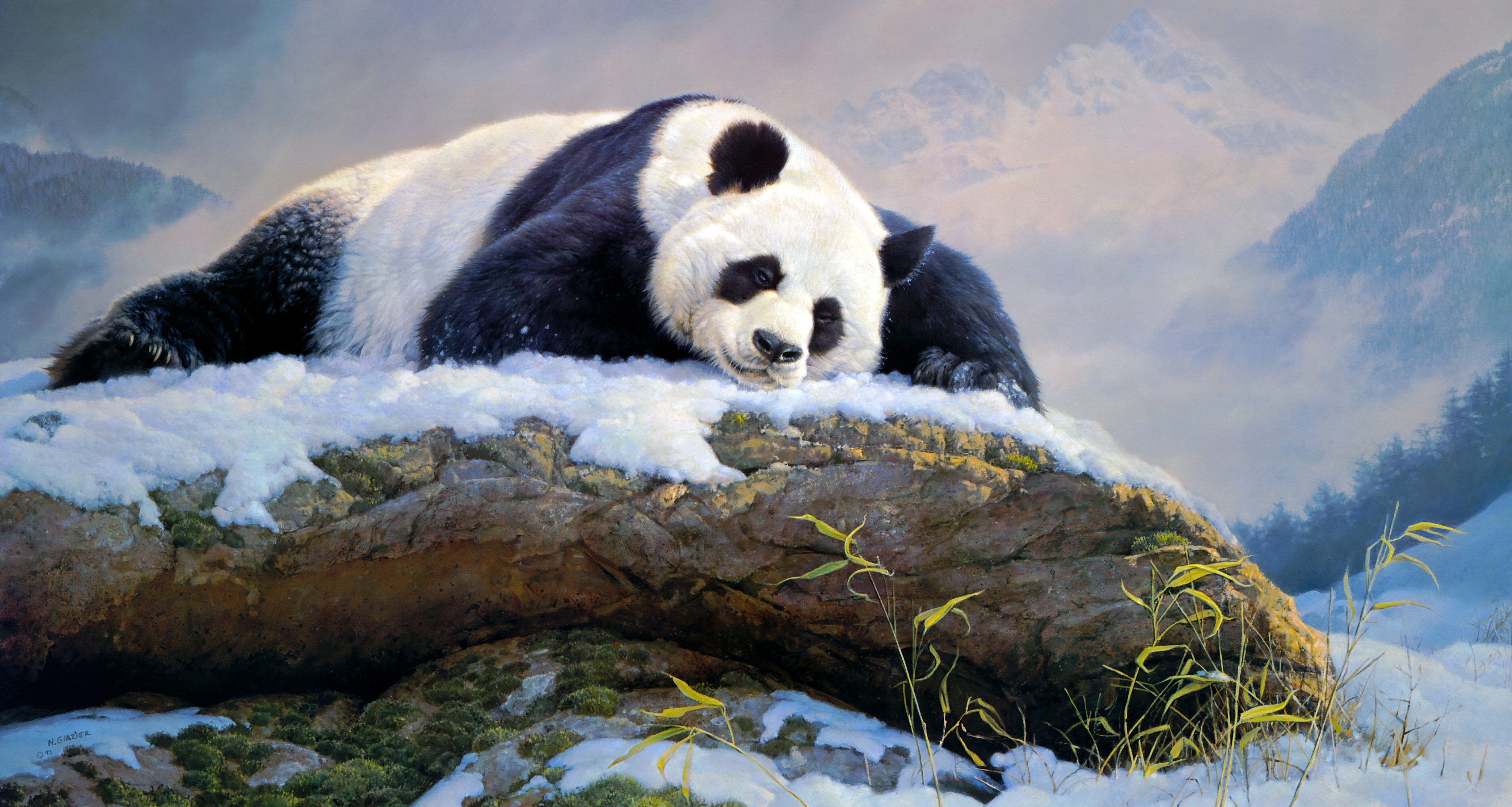 Panda 4k Ultra HD Wallpaper