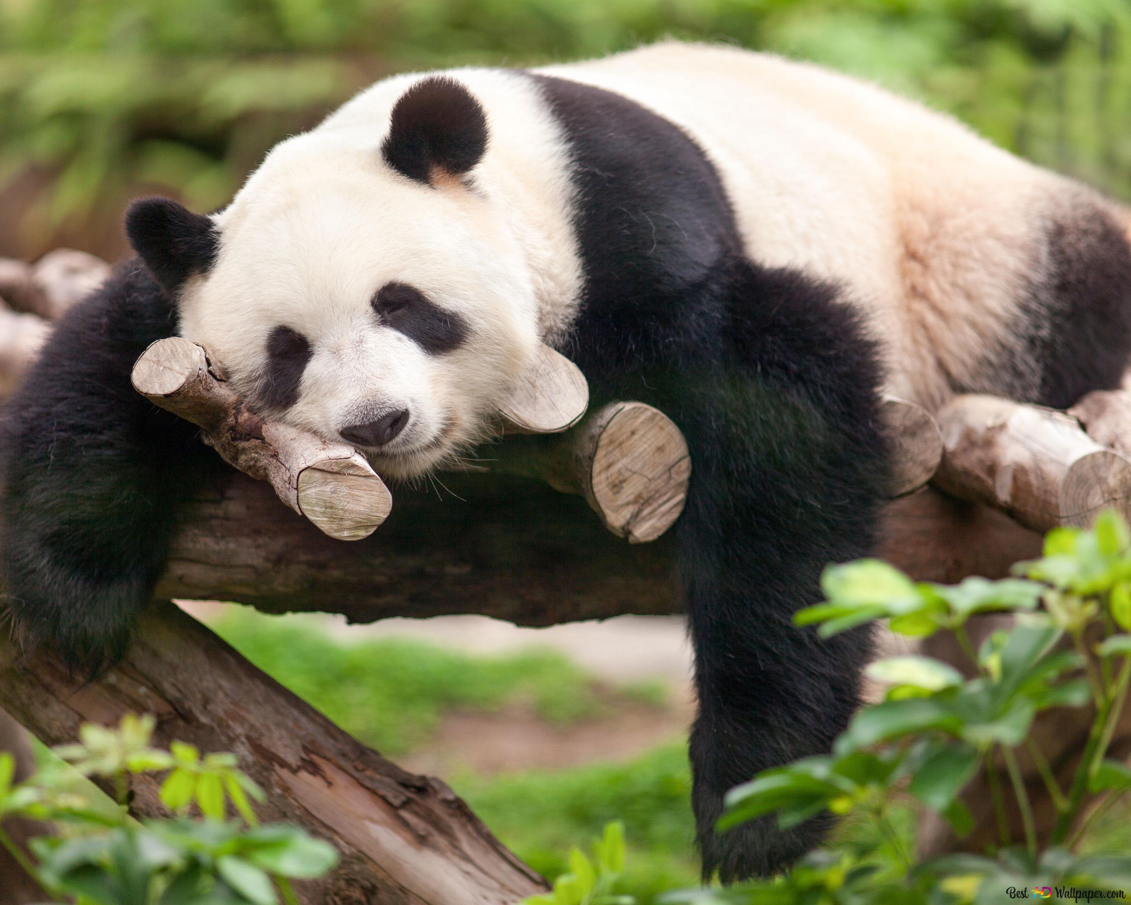 A cute panda asleep on the branches in the forest 4K wallpaper download
