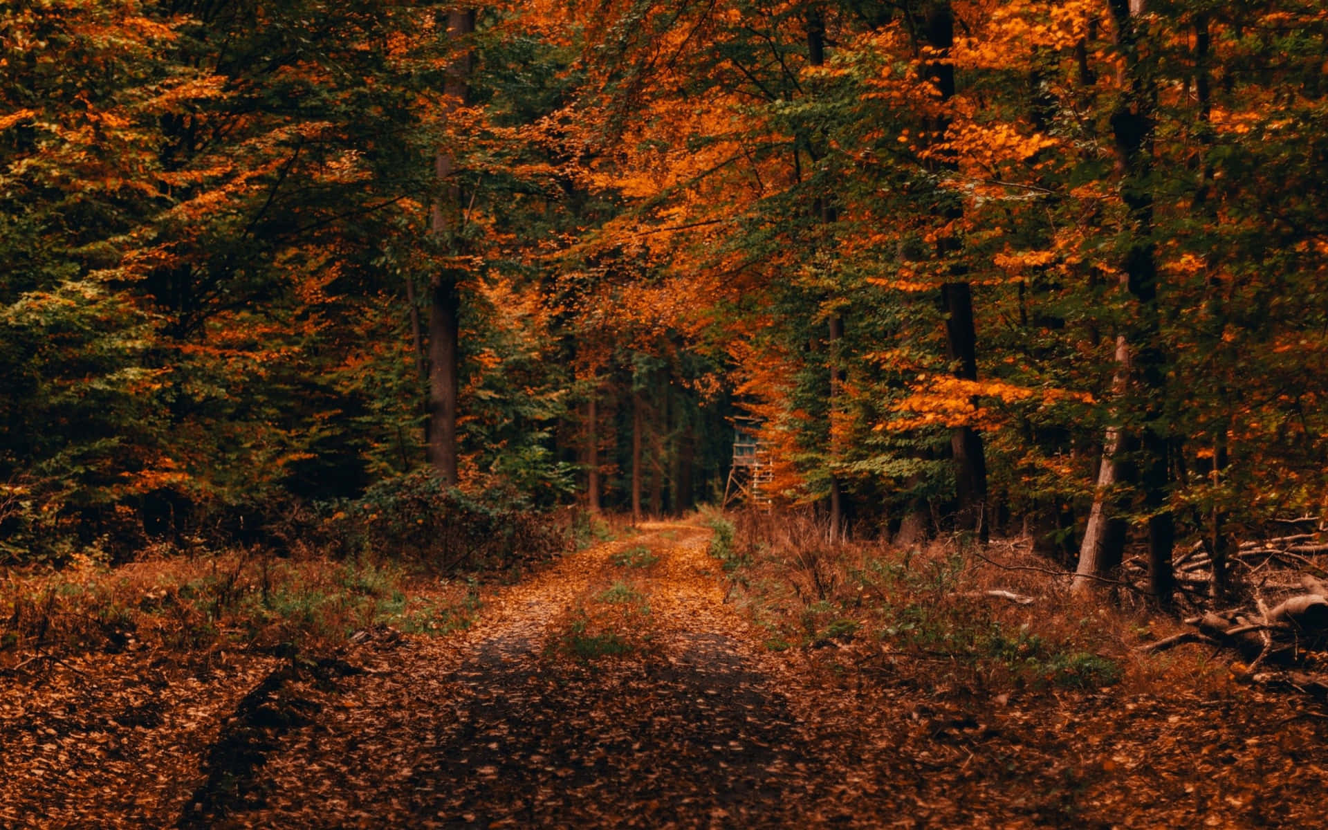 Download Embrace The New Season With This Cozy Fall Aesthetic Macbook Wallpaper