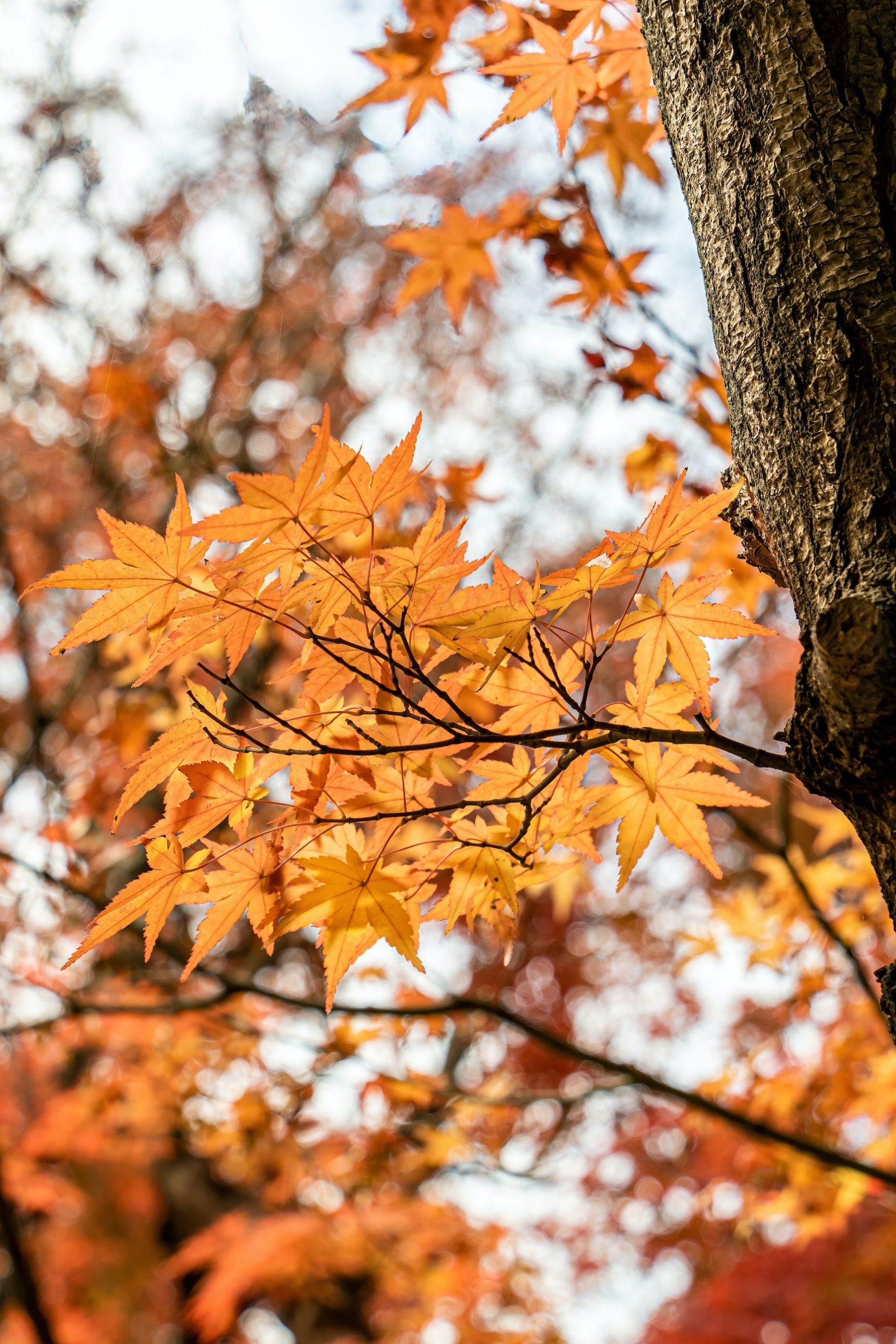 Fall Aesthetic Wallpaper