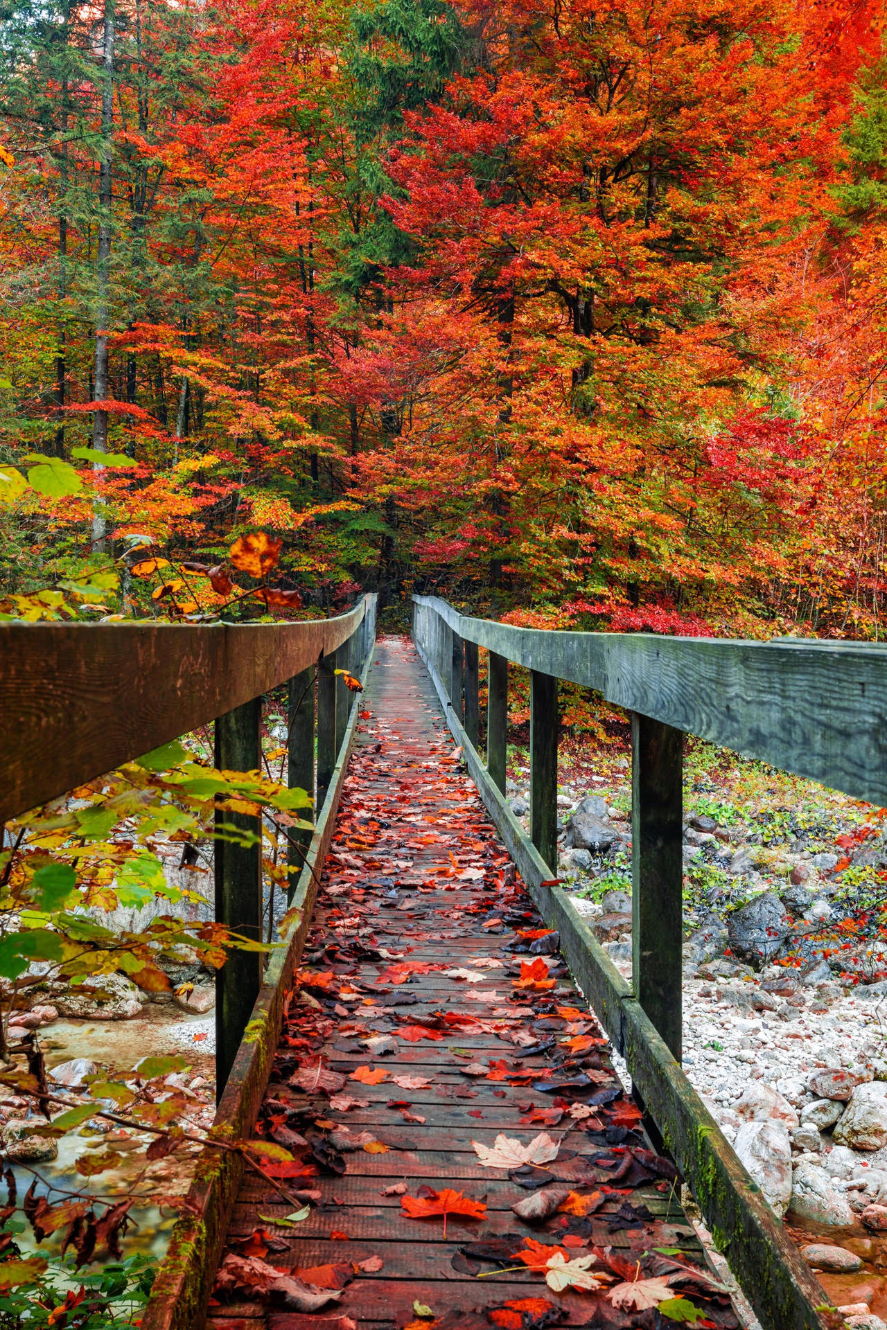 Download Fall Aesthetic iPhone Bridge Red Green Trees Wallpaper