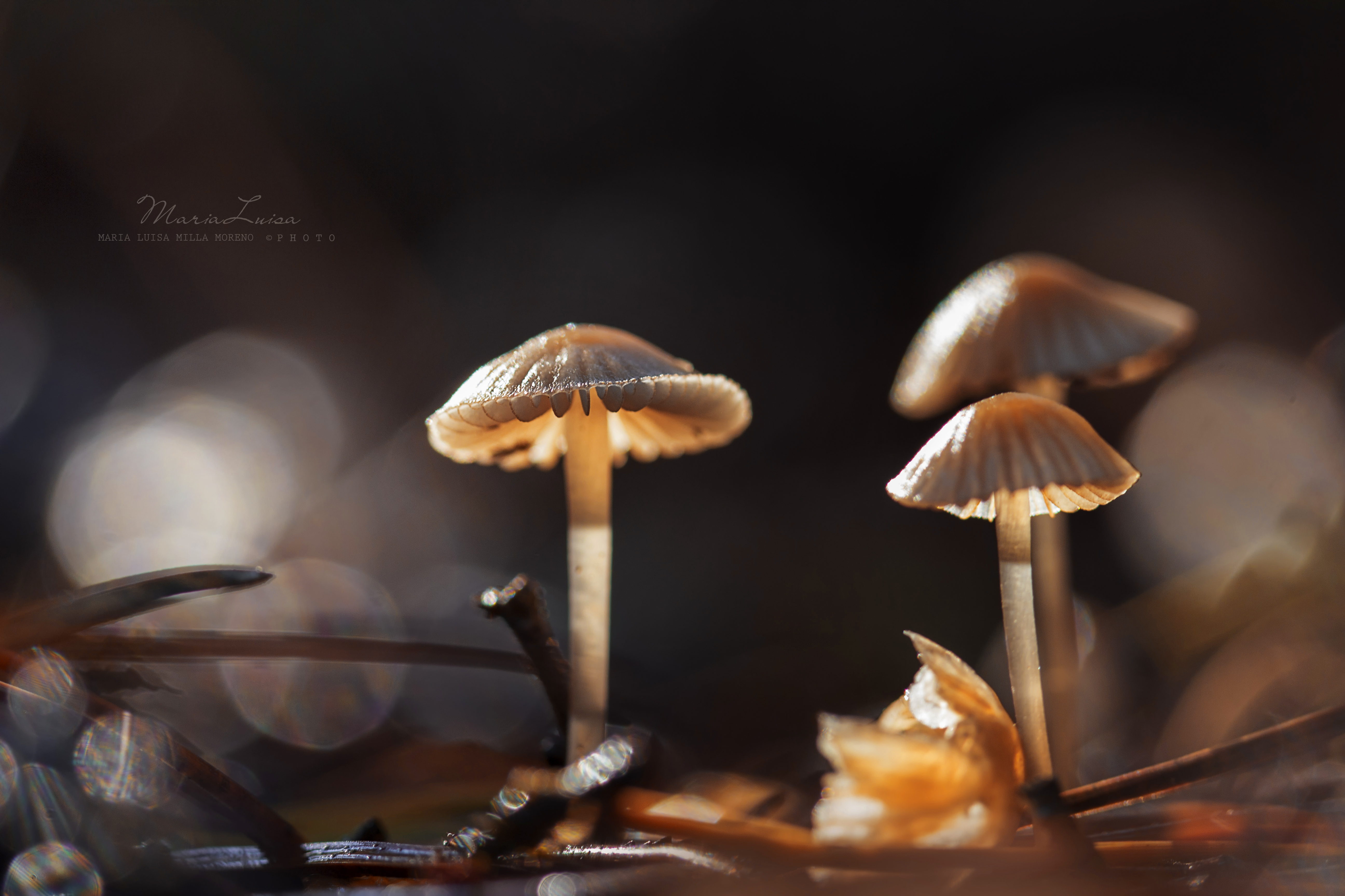 Wallpaper, forest, nature, wood, morning, light, autumn, mushrooms, fungi, welcoming, close up, macro photography, medicinal mushroom, edible mushroom 5184x3456