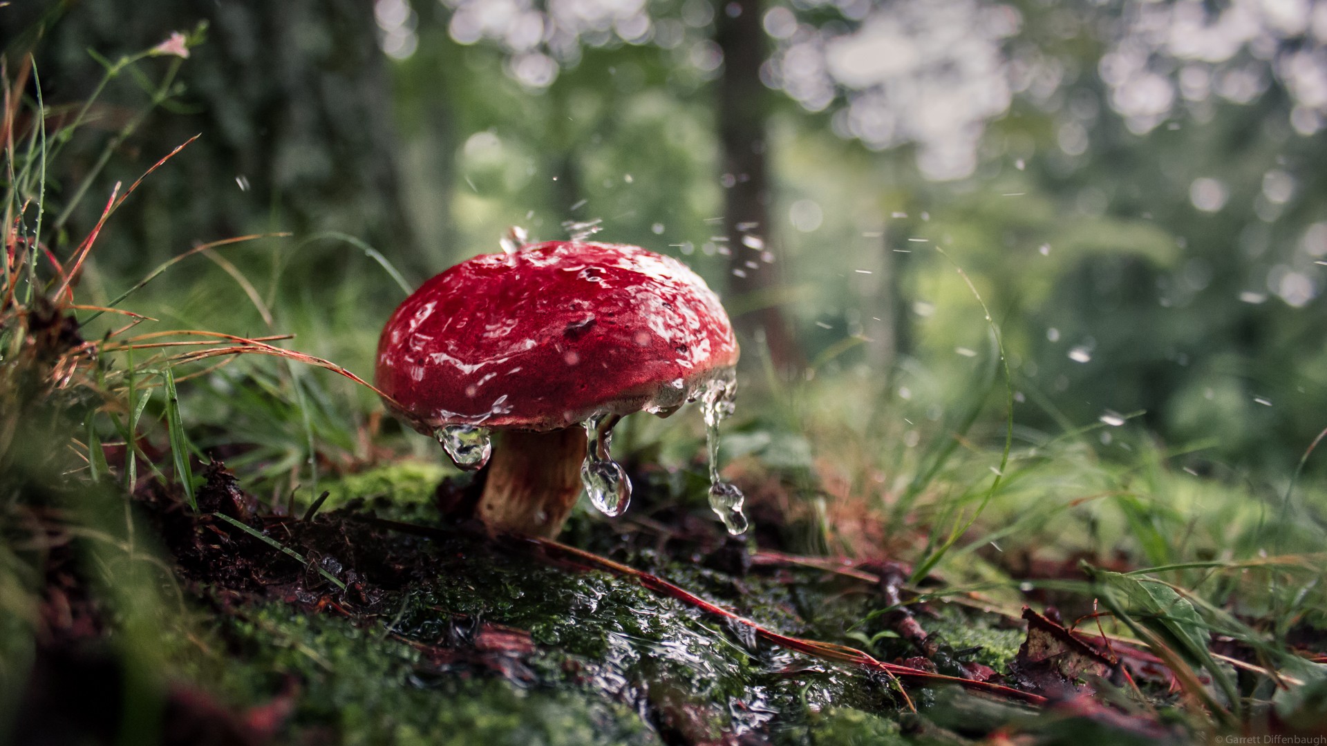 Wallpaper, forest, nature, mushroom, fungus, autumn, leaf, flower, plant, flora, wildflower, woodland, habitat, natural environment, botany, macro photography 1920x1080