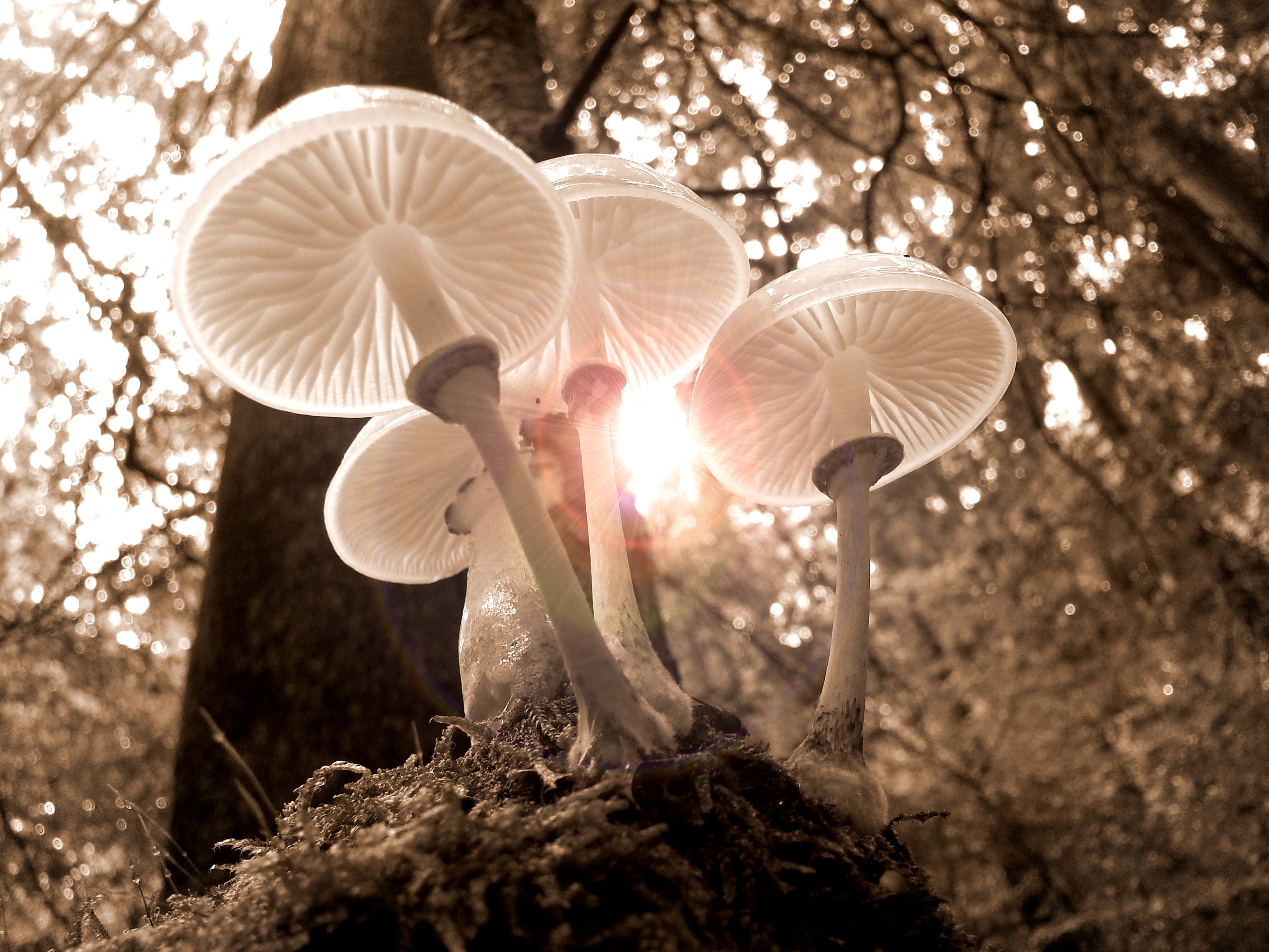 Wallpaper / forest mushrooms nature autumn light tree 4k wallpaper free download