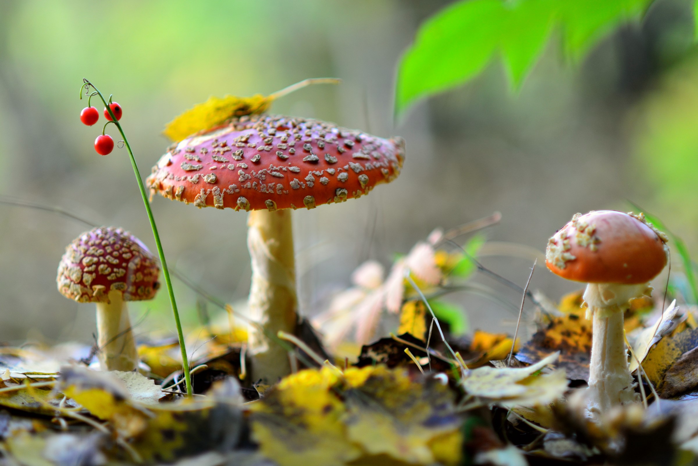 Berry, Autumn, Mushrooms nature, Three 3 Gallery HD Wallpaper