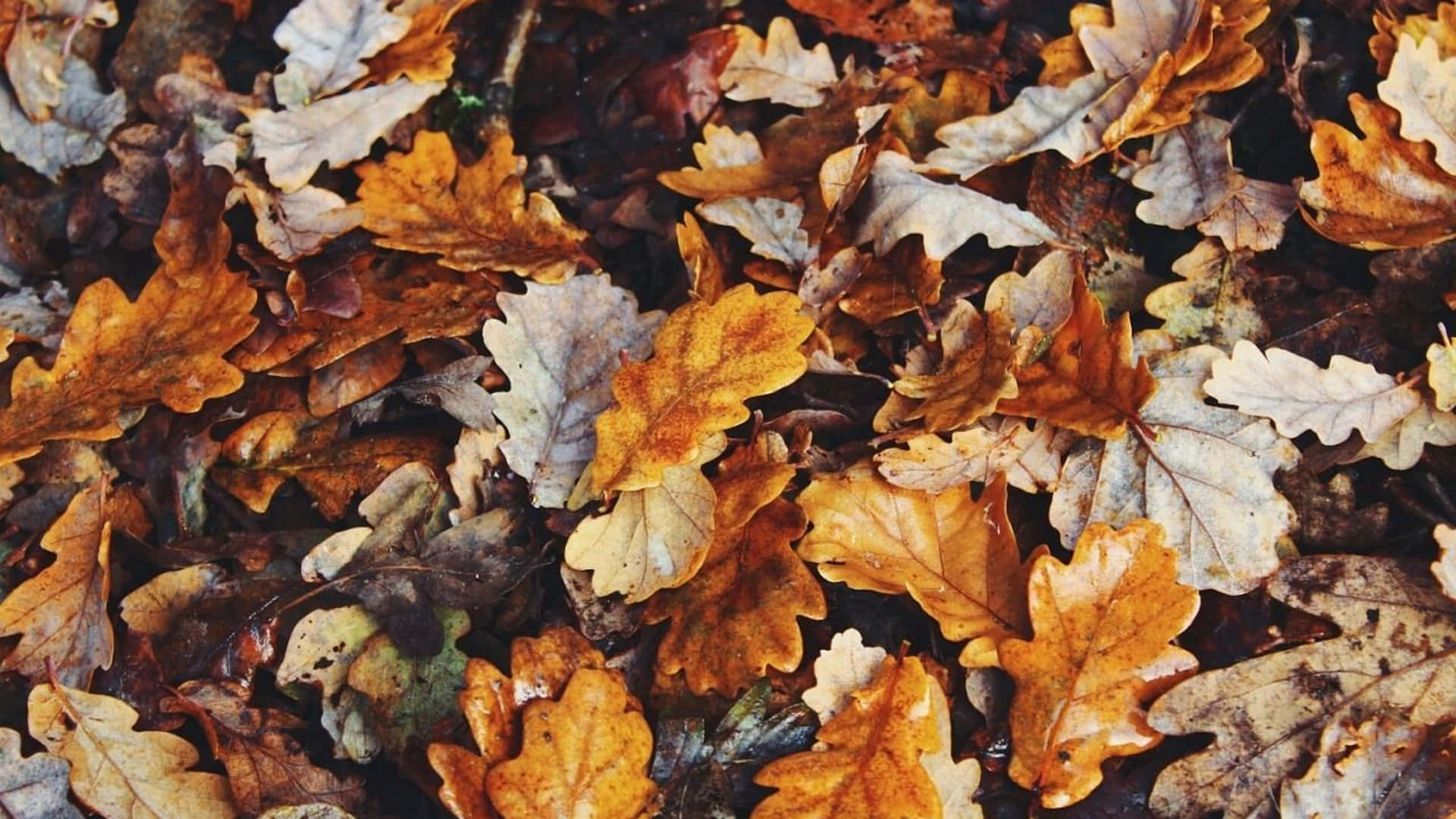 Download Fall Aesthetic Macbook Autumn Leaves Wallpaper