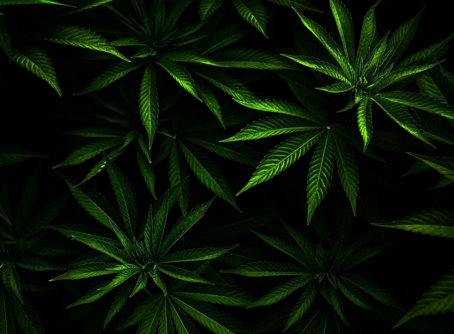 Download Keep Calm and Smoke Dope Wallpaper