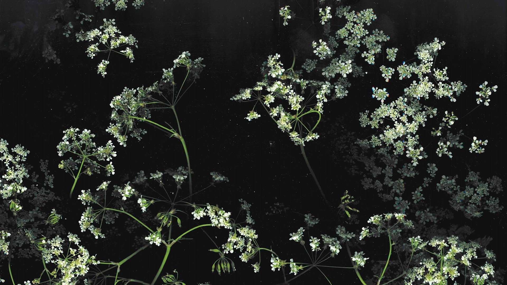 Aesthetic Flower Wallpaper