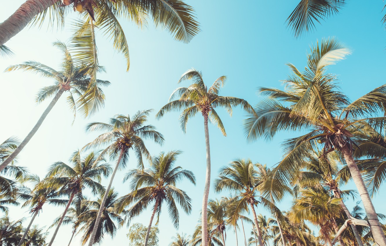 Summer Palm Trees Wallpaper