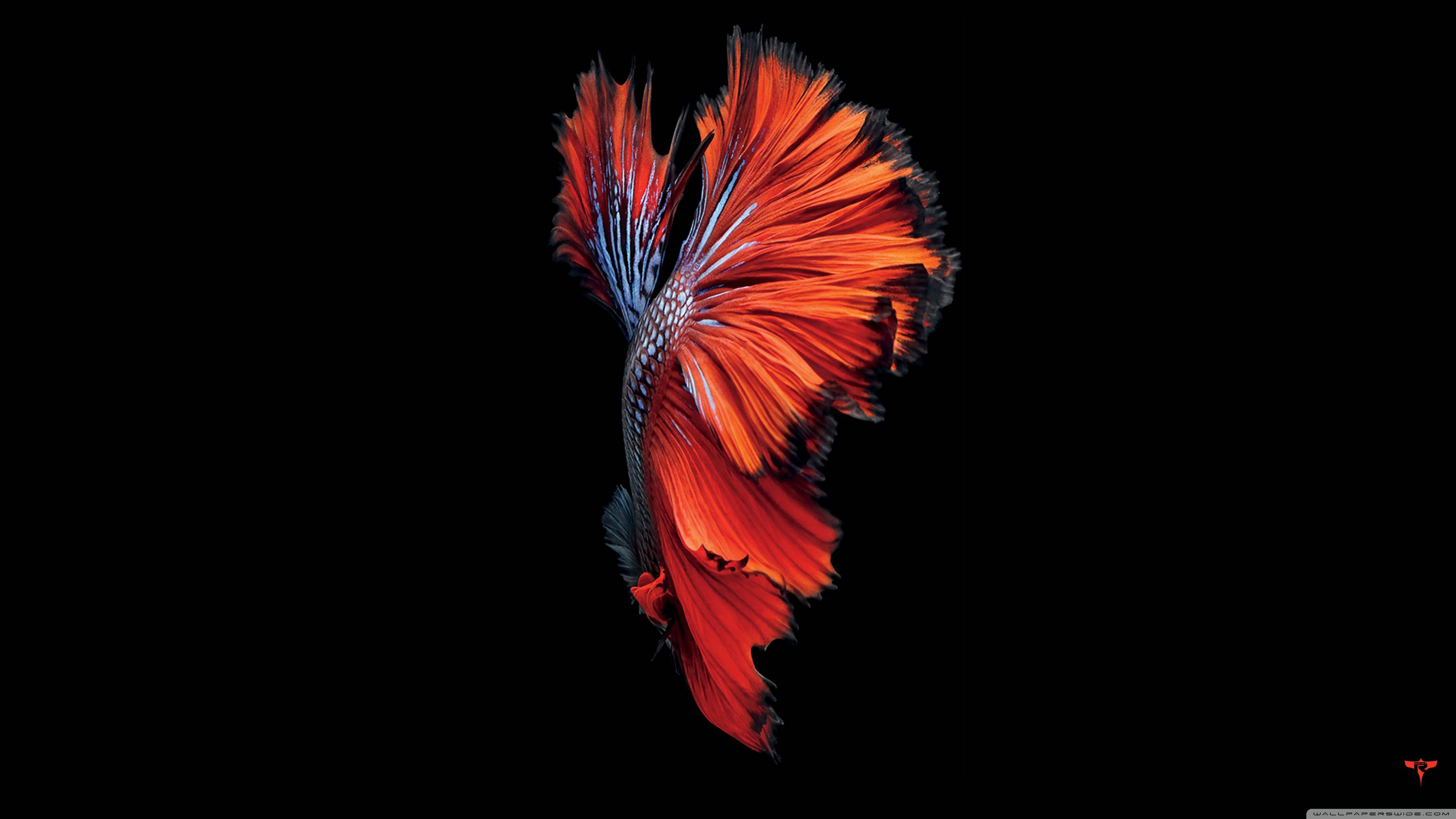Download A Vibrant Red Fish Swimming Through A Crystal Clear Ocean. Wallpaper