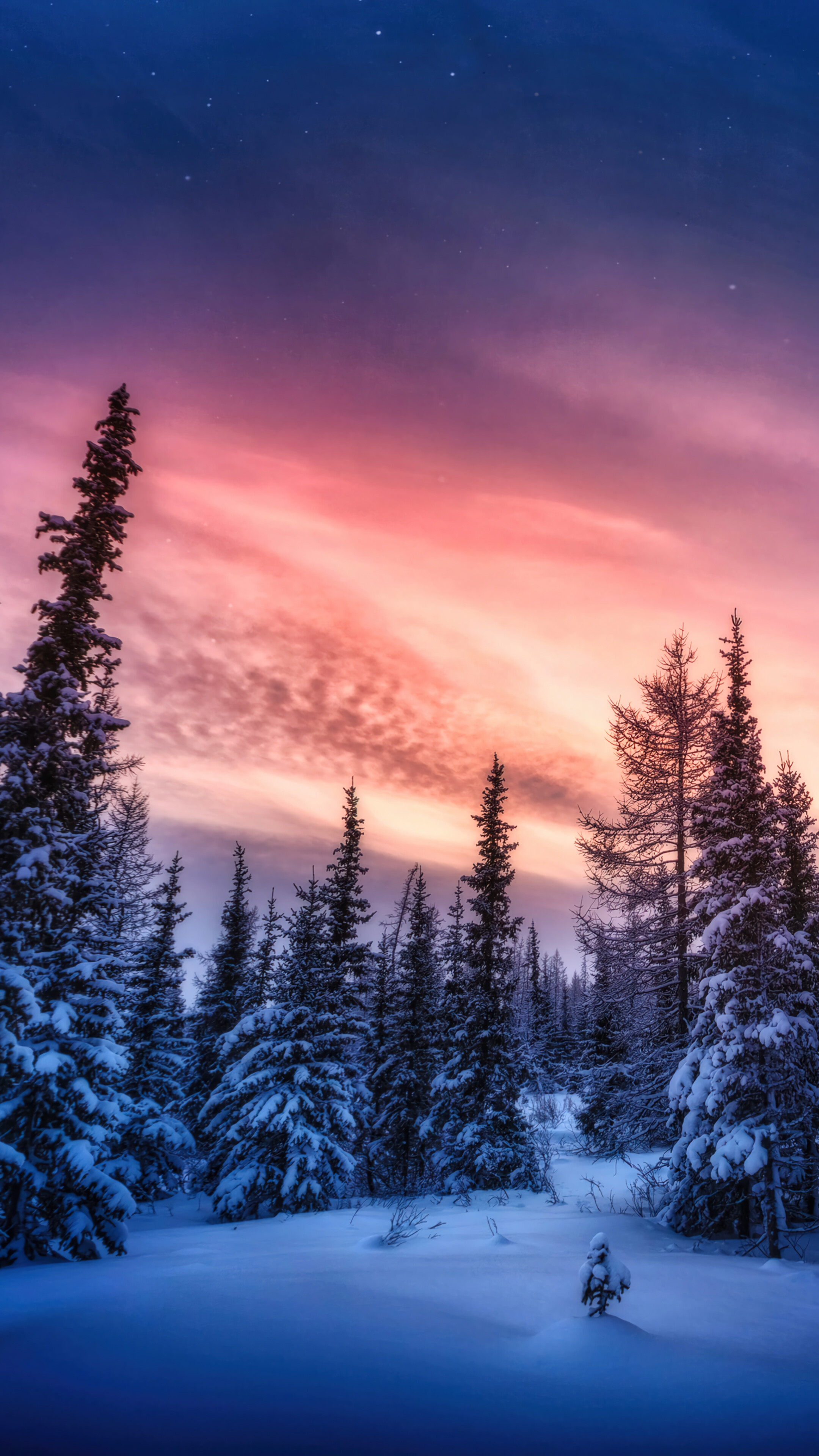 Free download Snowy Forest Sunset Scenery 4K Wallpaper iPhone HD Phone 5680f [2160x3840] for your Desktop, Mobile & Tablet. Explore Snowy Forest 4K Wallpaper. Snowy Mountain Wallpaper, Snowy Forest