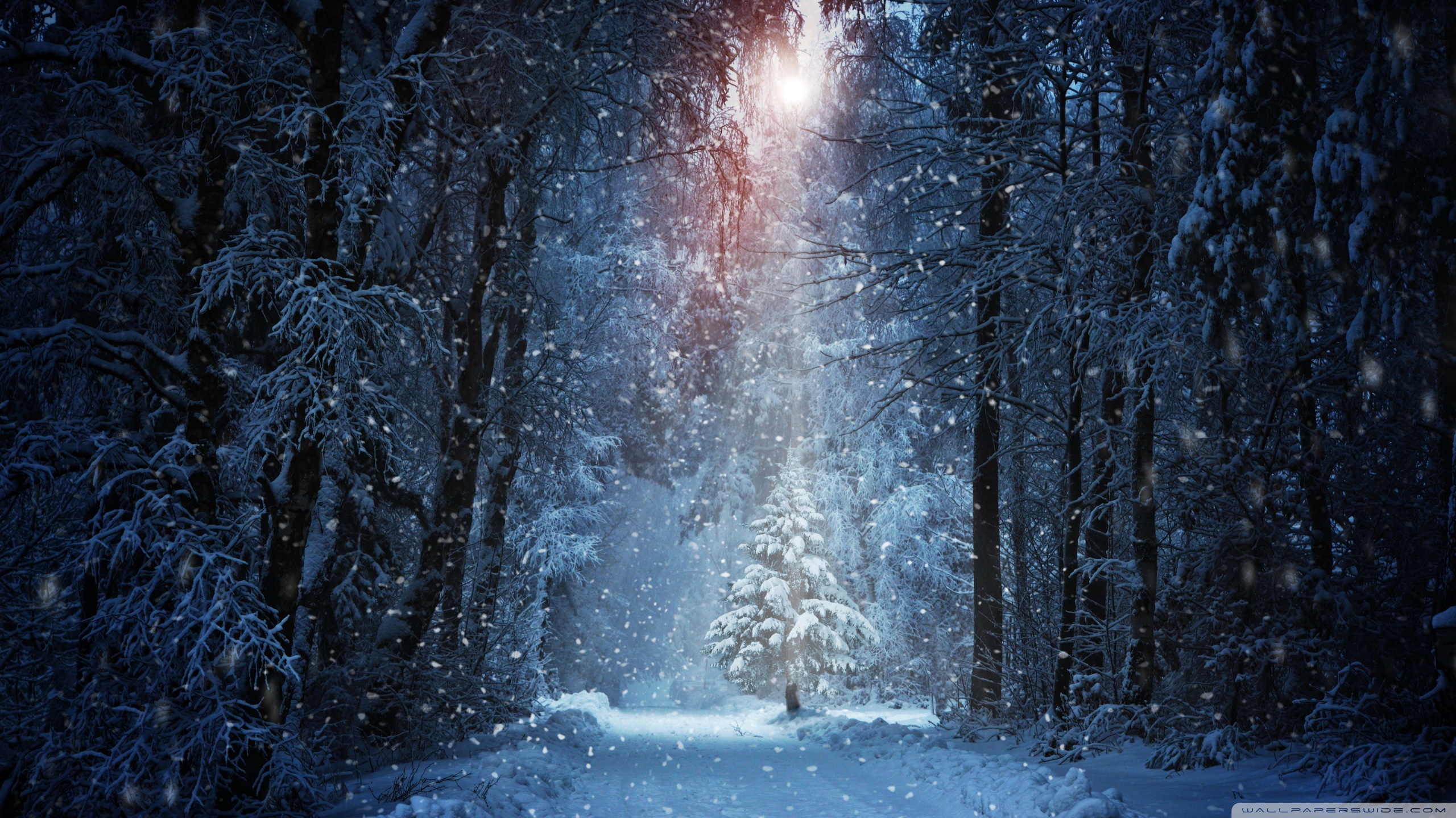 Winter Forest Ultra HD Desktop Background Wallpaper for 4K UHD TV, Widescreen & UltraWide Desktop & Laptop, Tablet